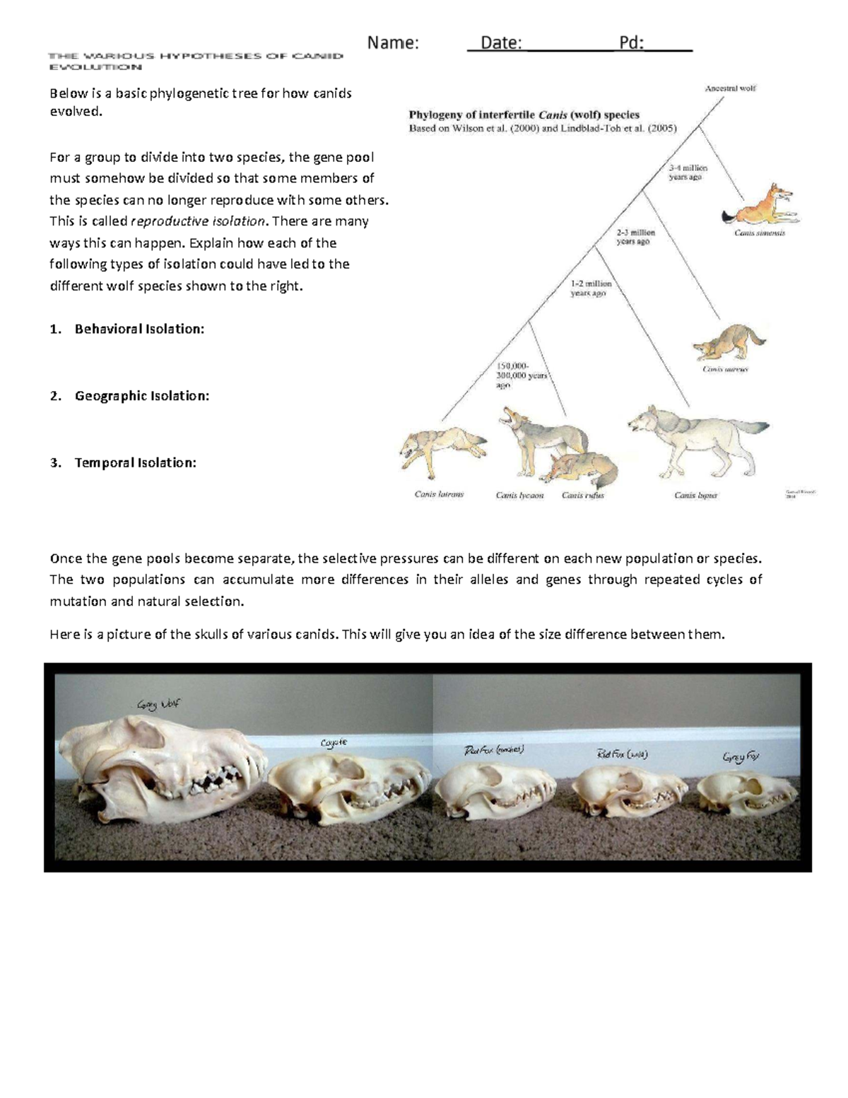 Wolf Evolution Activity: Understanding Canid Reproductive Isolation '24 ...