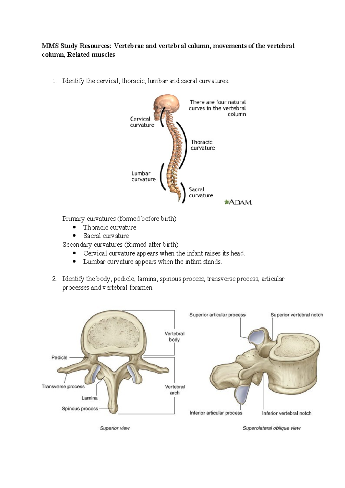 MMS Study Resources: Anatomy and Movements of the Vertebral Column ...
