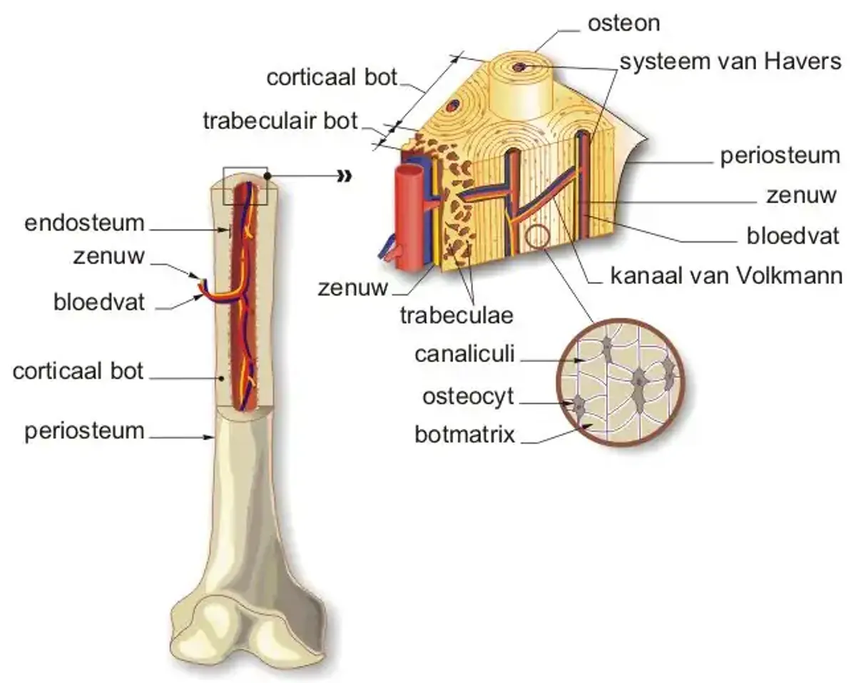 Samenvatting Anatomie Toets 1: Botstructuren en Gewrichten - Studeersnel
