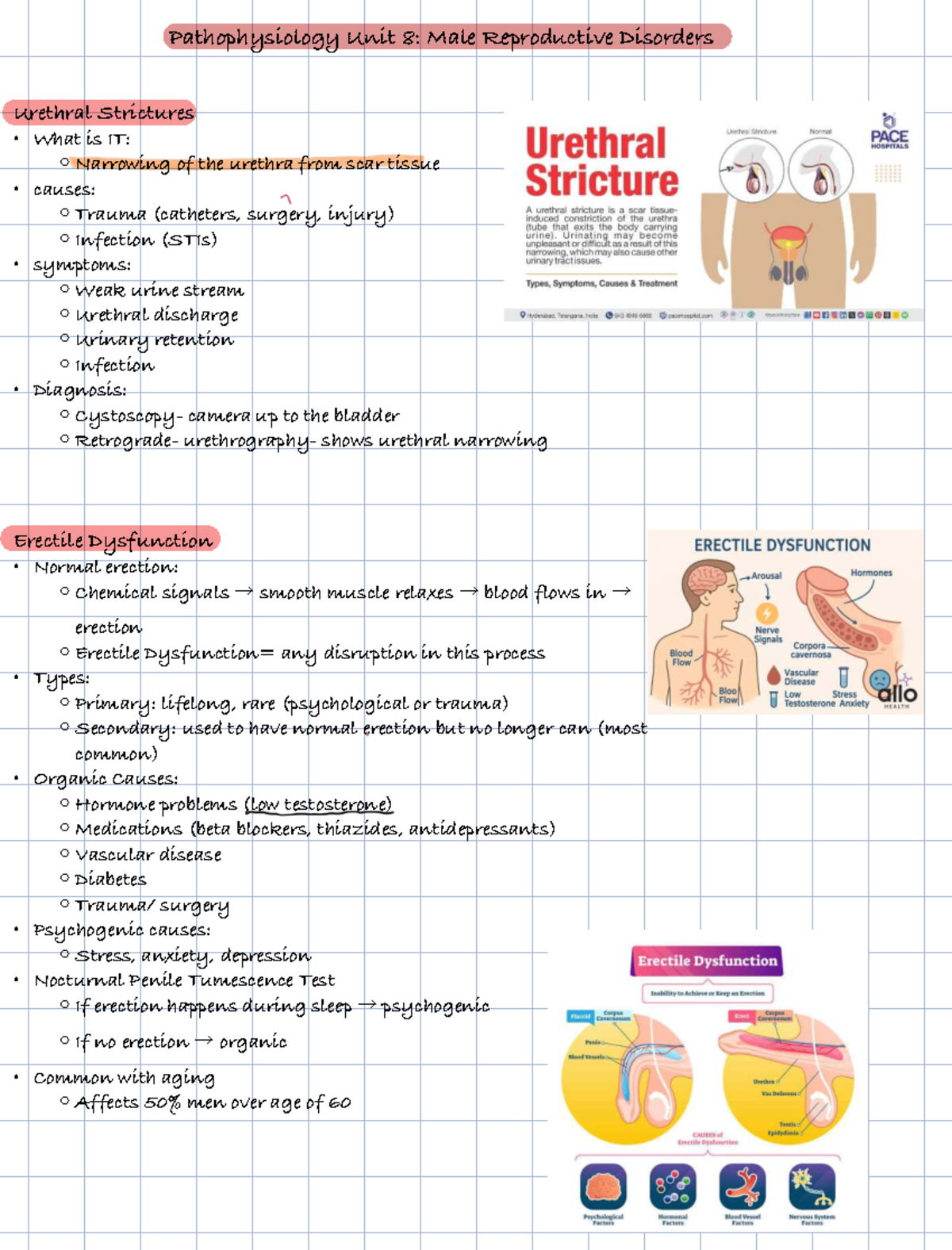 Pathophysiology Unit 8: Male Reproductive Disorders Overview - Studocu