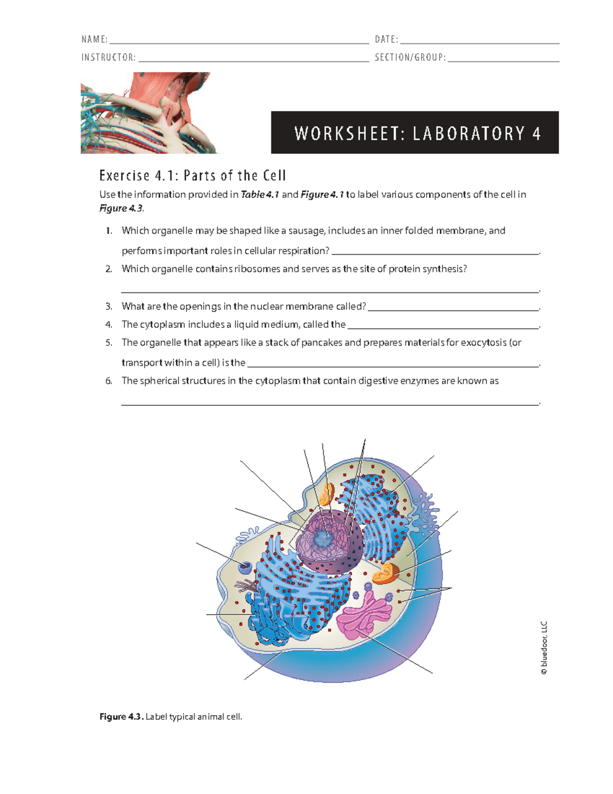LAB 4: Cell Structure and Division Worksheet - Studocu