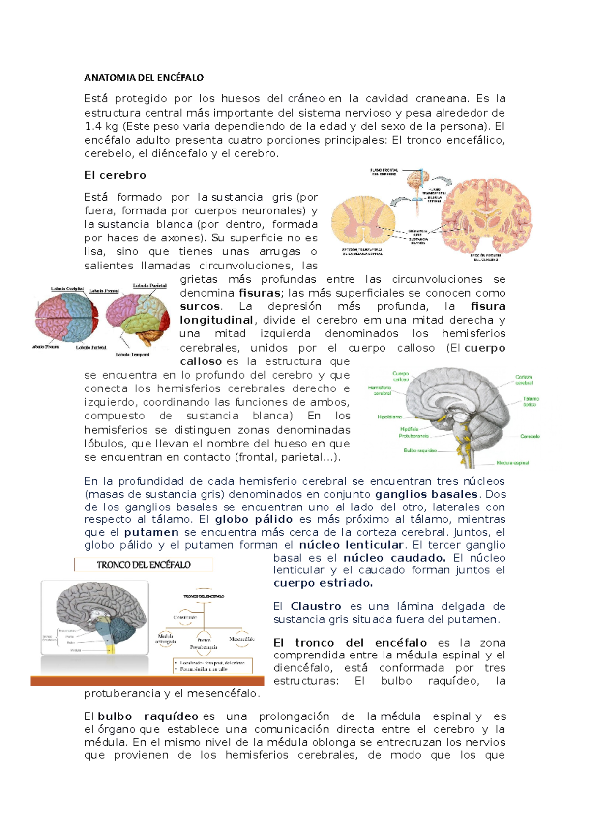 Anatomía del Cerebro - Resumen Detallado de Estructuras y Funciones - Document Preview