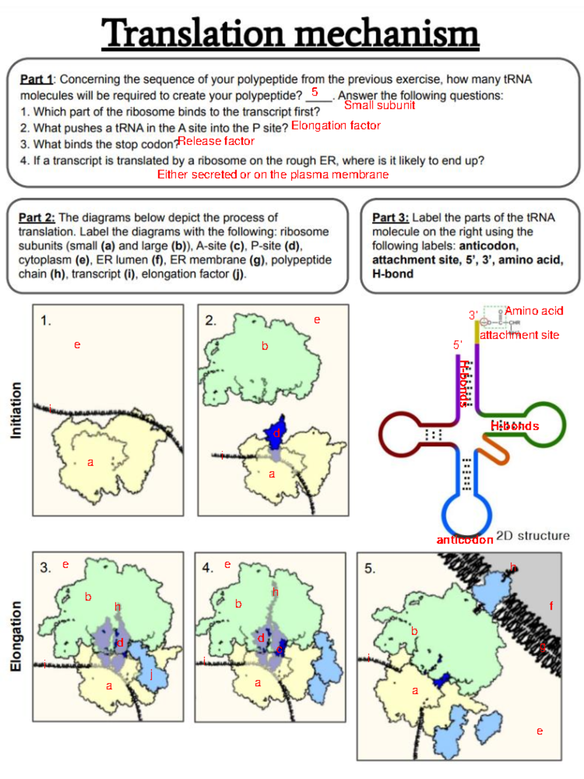 [Answer key] 2.2 Translation mechanisms - 101-NYA-05 - 5 Small subunit ...