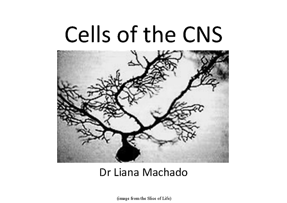 Neurons and Glial Cells: Structure & Function in CNS (CNS 101) - Studocu