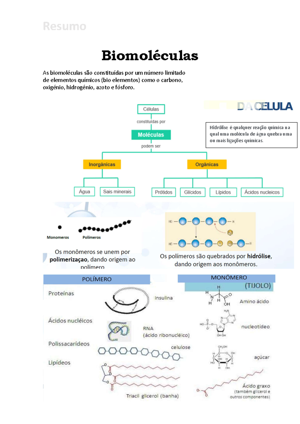 Biomoléculas - Resumo Biologia Geologia - Biomoléculas As biomoléculas ...