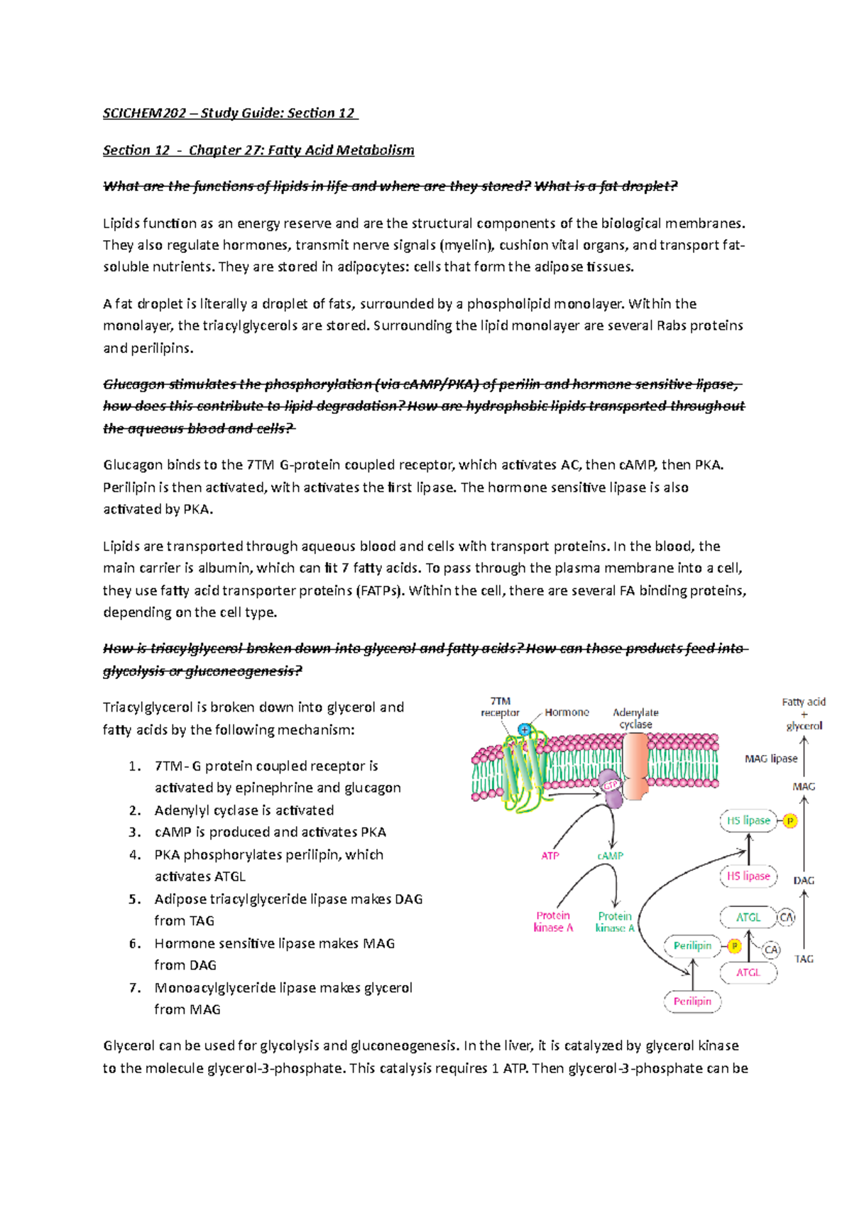 Biochemistry SCICHEM202 Study Guide: Section 12 - Fatty Acid Metabolism ...
