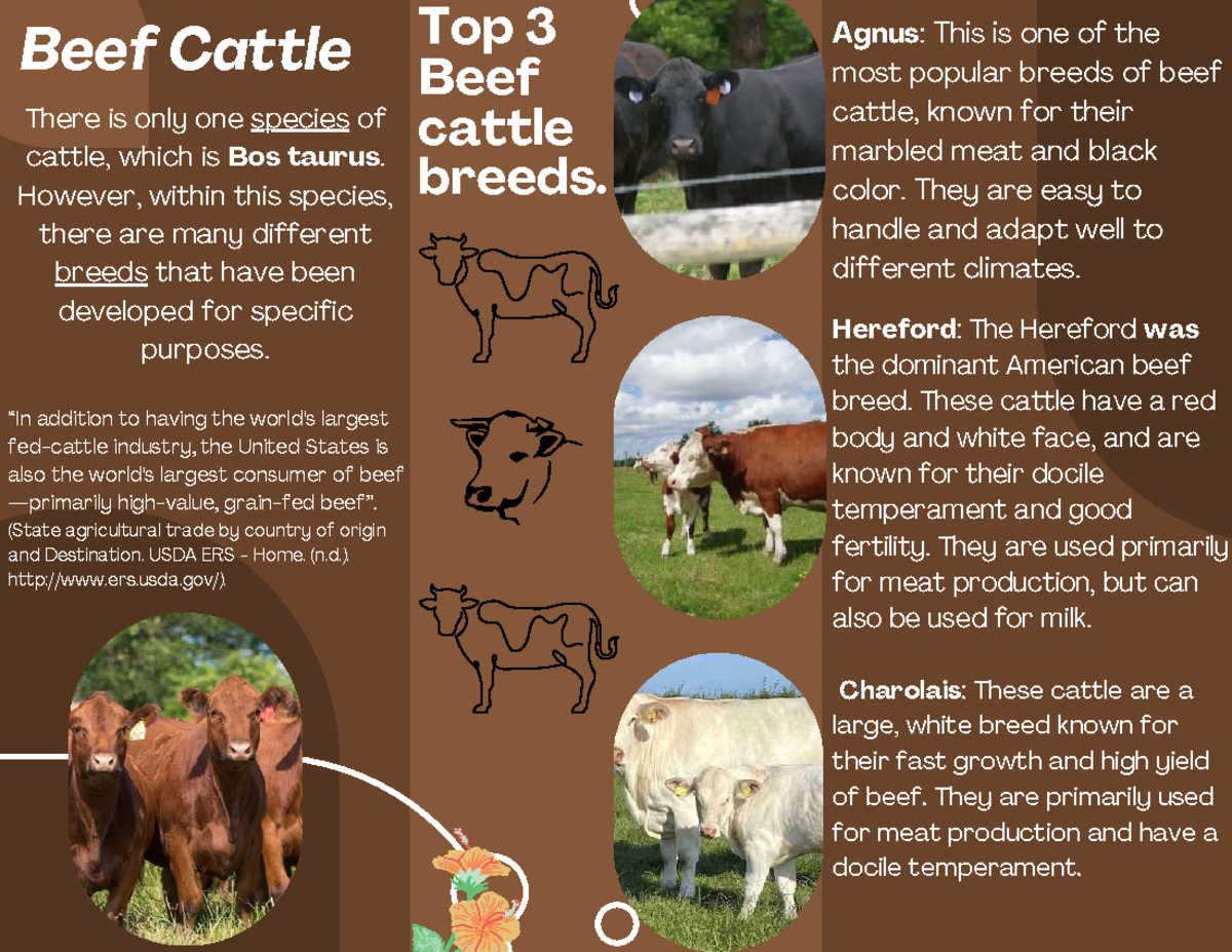 Cattle Breeds For Meat