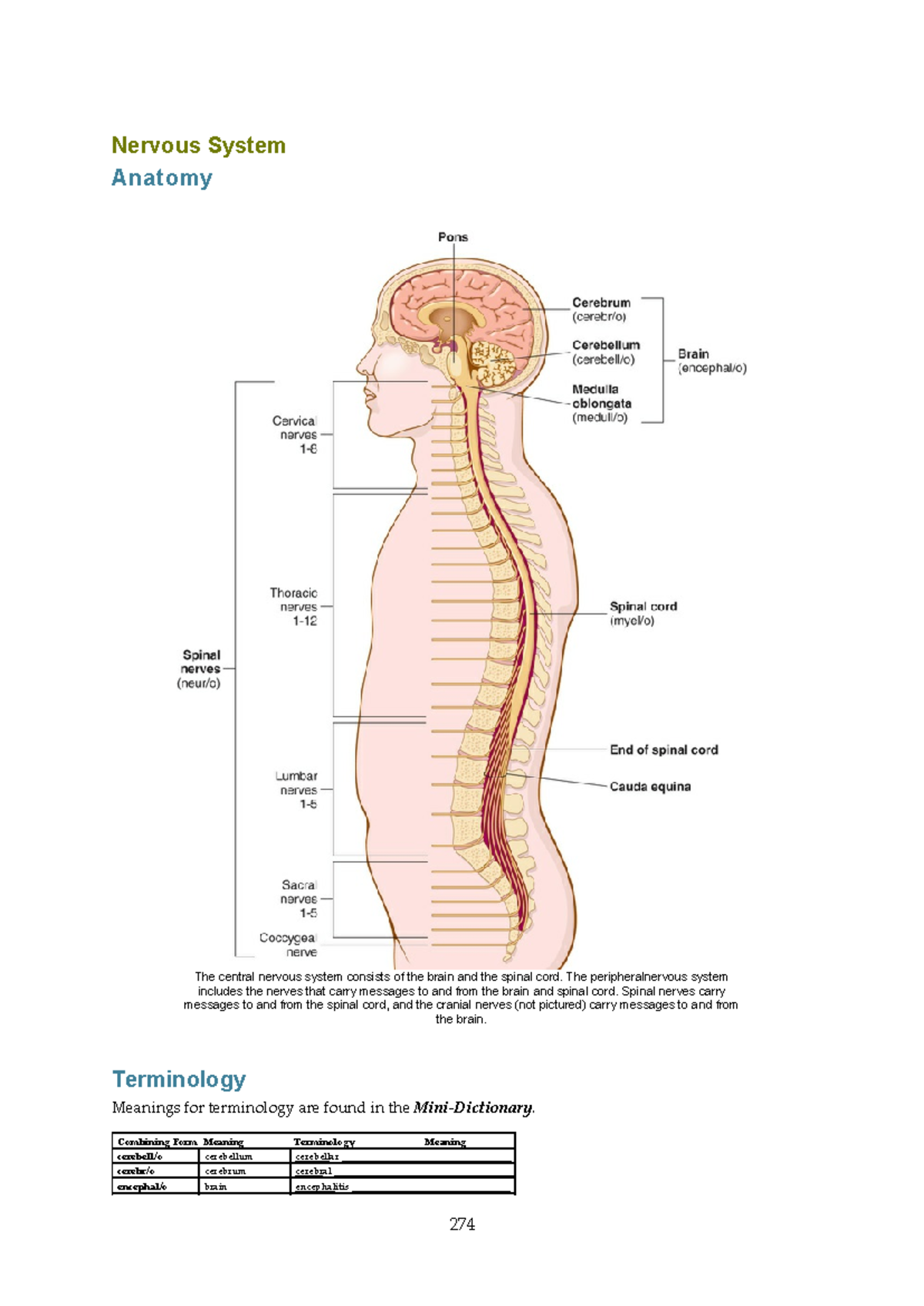 Anatomy of the Nervous System: CNS & PNS Overview - Studocu