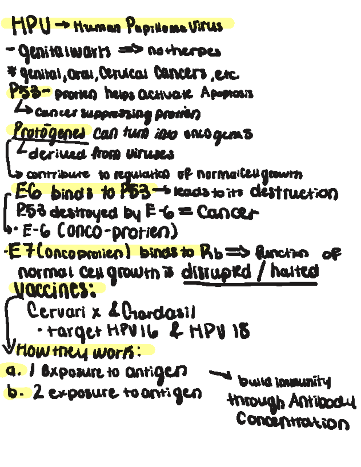 HPU Final Exam Notes: Human Papillomavirus and Cancer Mechanisms - HPU ...
