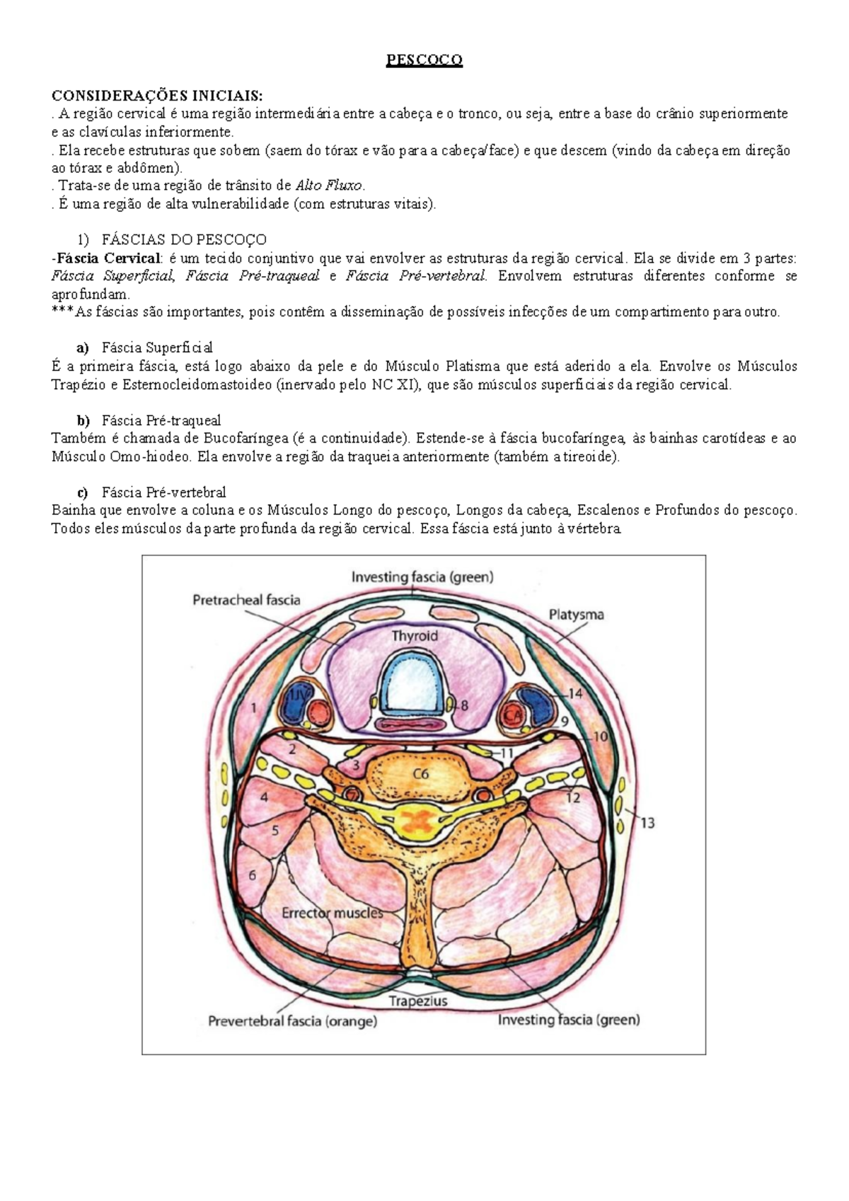 Resumo - Pescoço 1: Anatomia Clínica e Estruturas Cervicais - Studocu