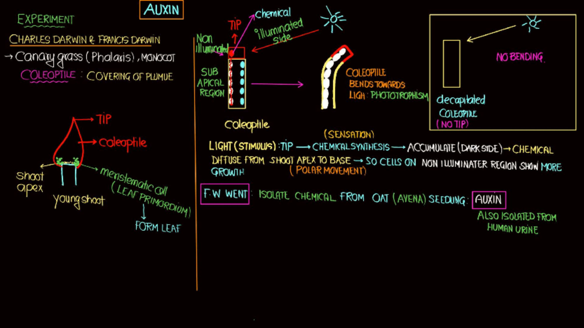 Plant Growth & Development Notes: Auxin Experiments and Applications ...