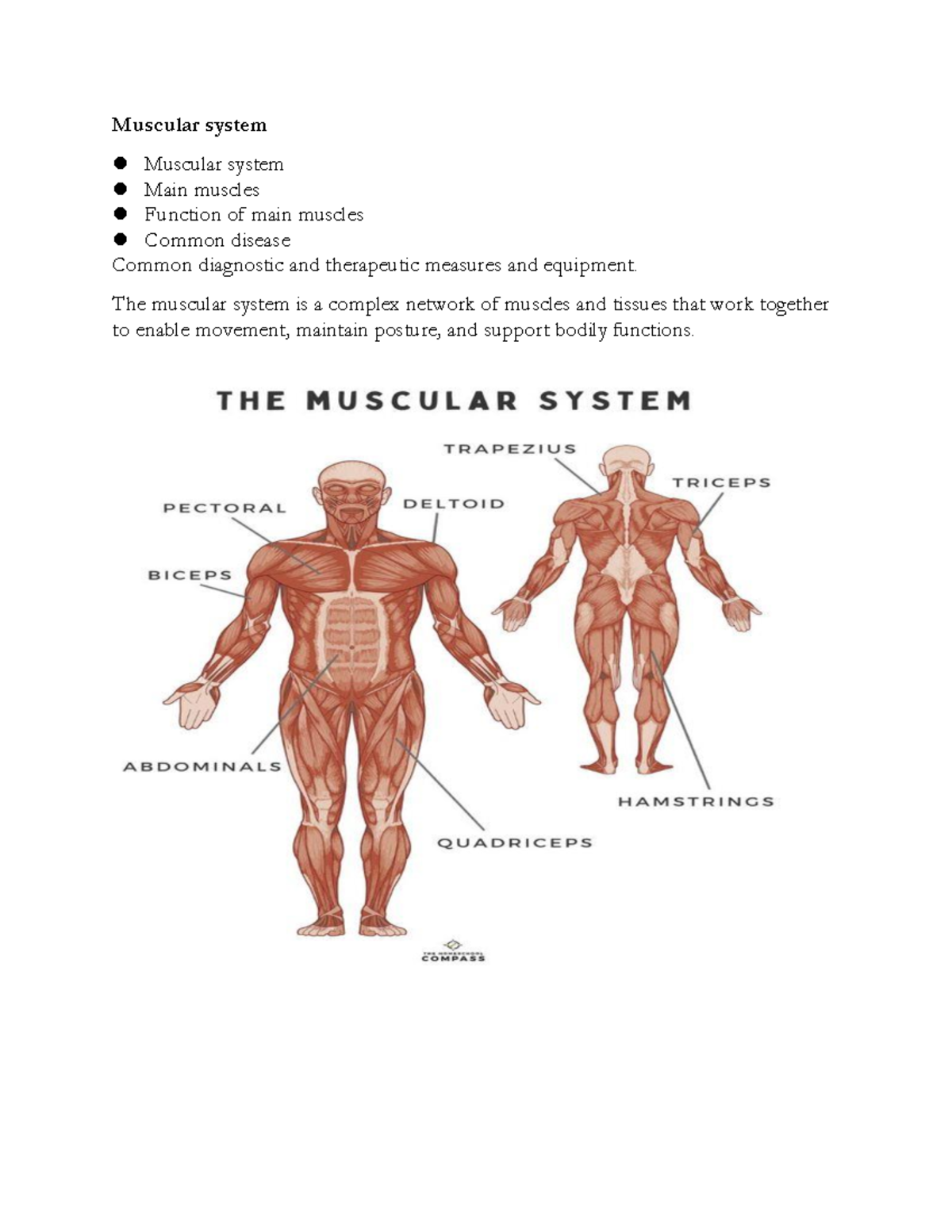 Muscular system - Muscular system Muscular system Main muscles Function ...