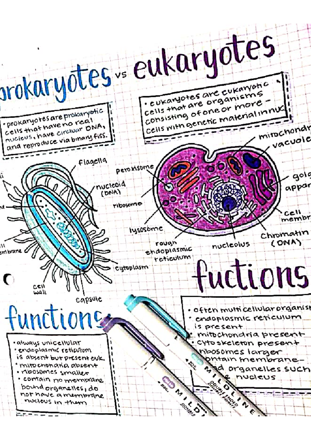 Prokaryotes vs Eukaryotes: Key Differences and Characteristics - Studocu