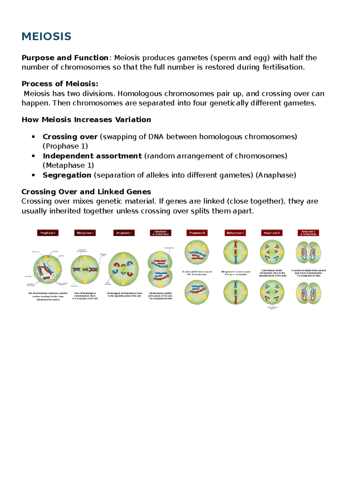 B2.5 Cheat Sheet: Meiosis & Genetic Variation Notes - Studocu