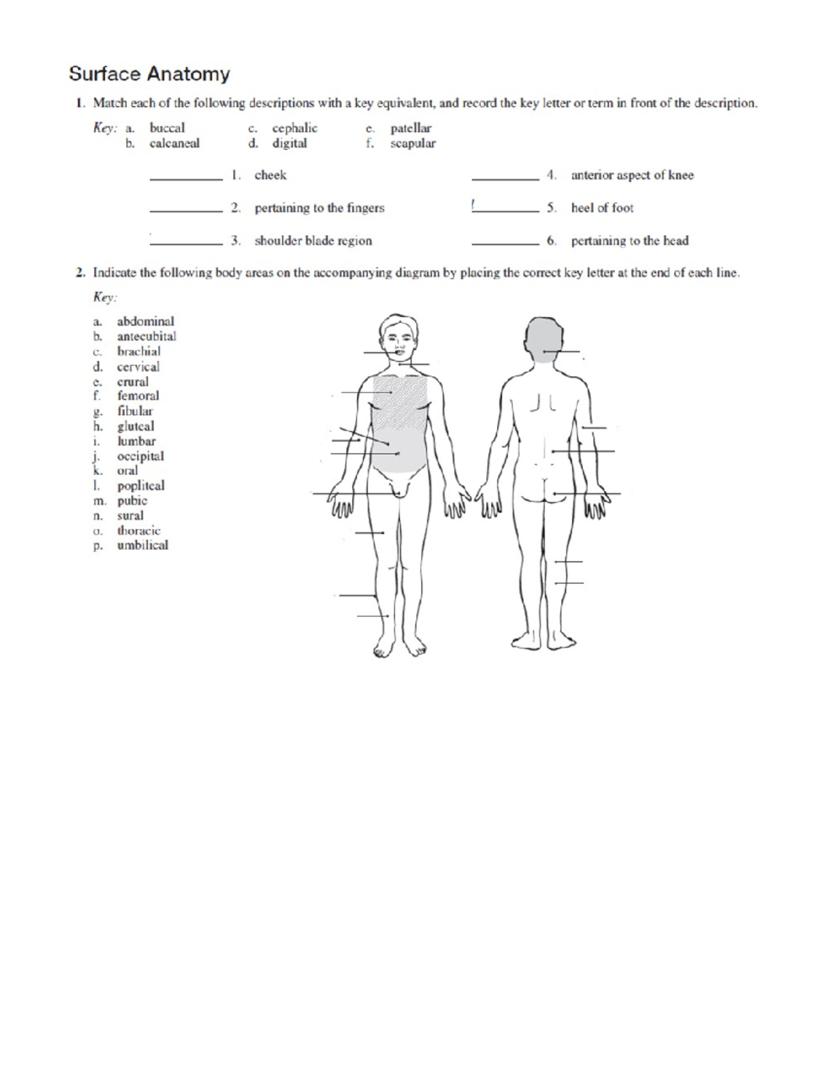 Biol 240 Lab Report 1 – Surface Anatomy Matching Exercise - Studocu