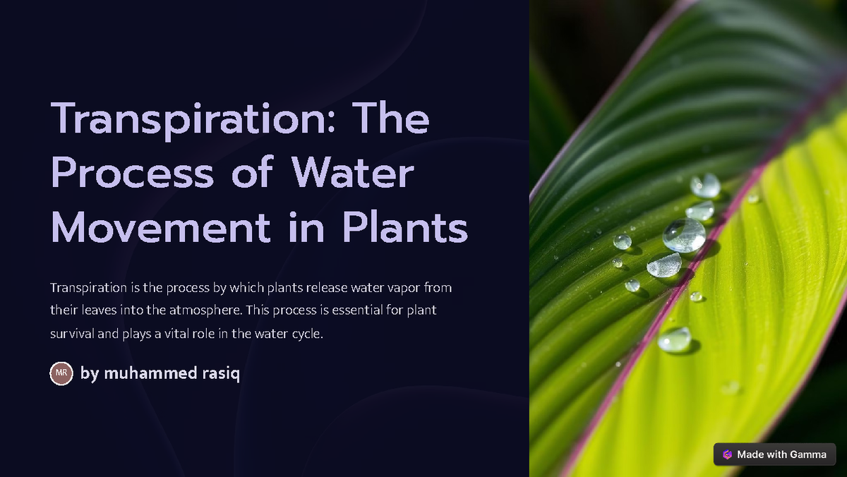 clusia water plant Clusia 'Autograph Plant' – Chicago Plants main image 0