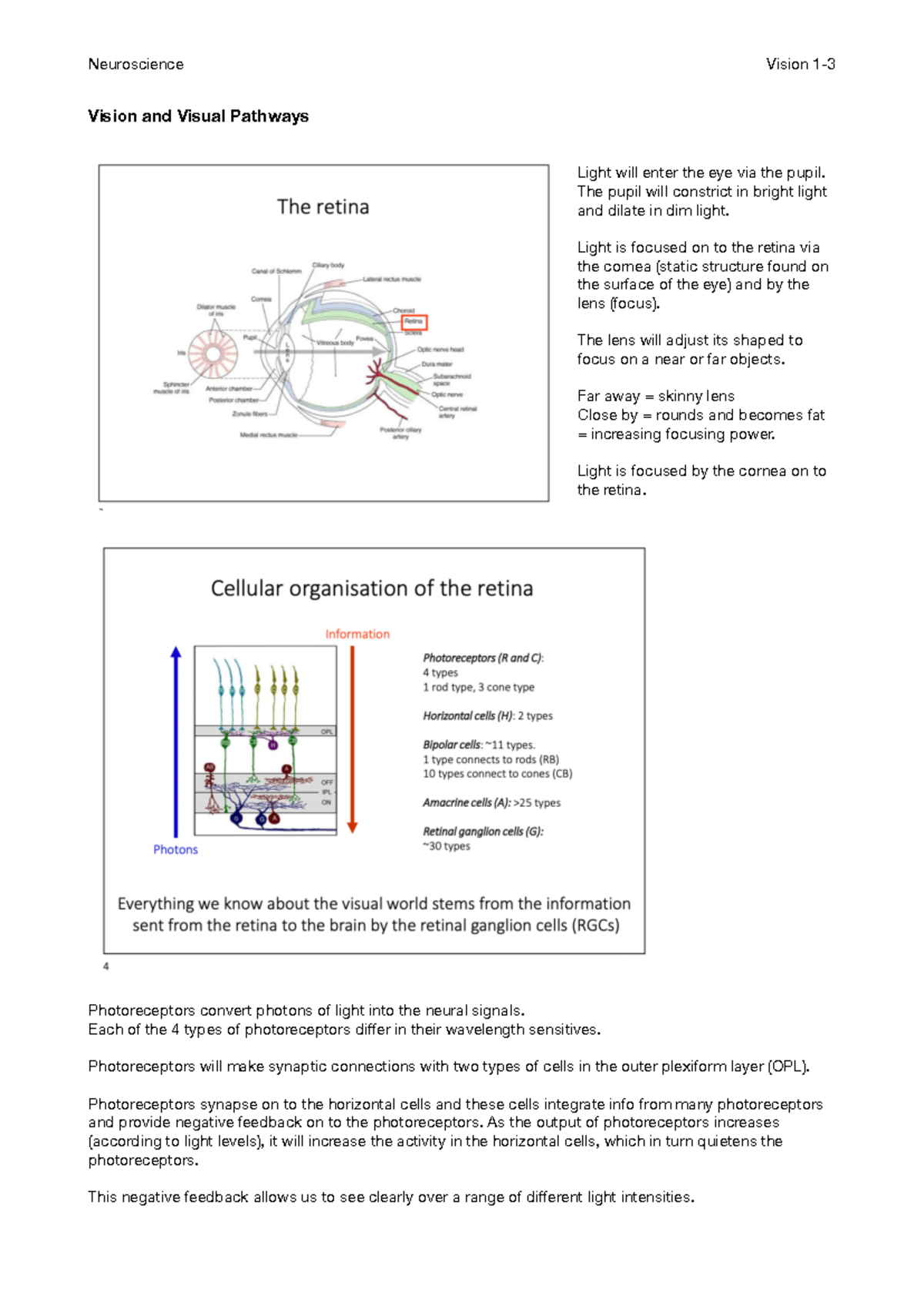 Vision 1 notes - Neuroscience Vision 1-3 Vision and Visual Pathways ...