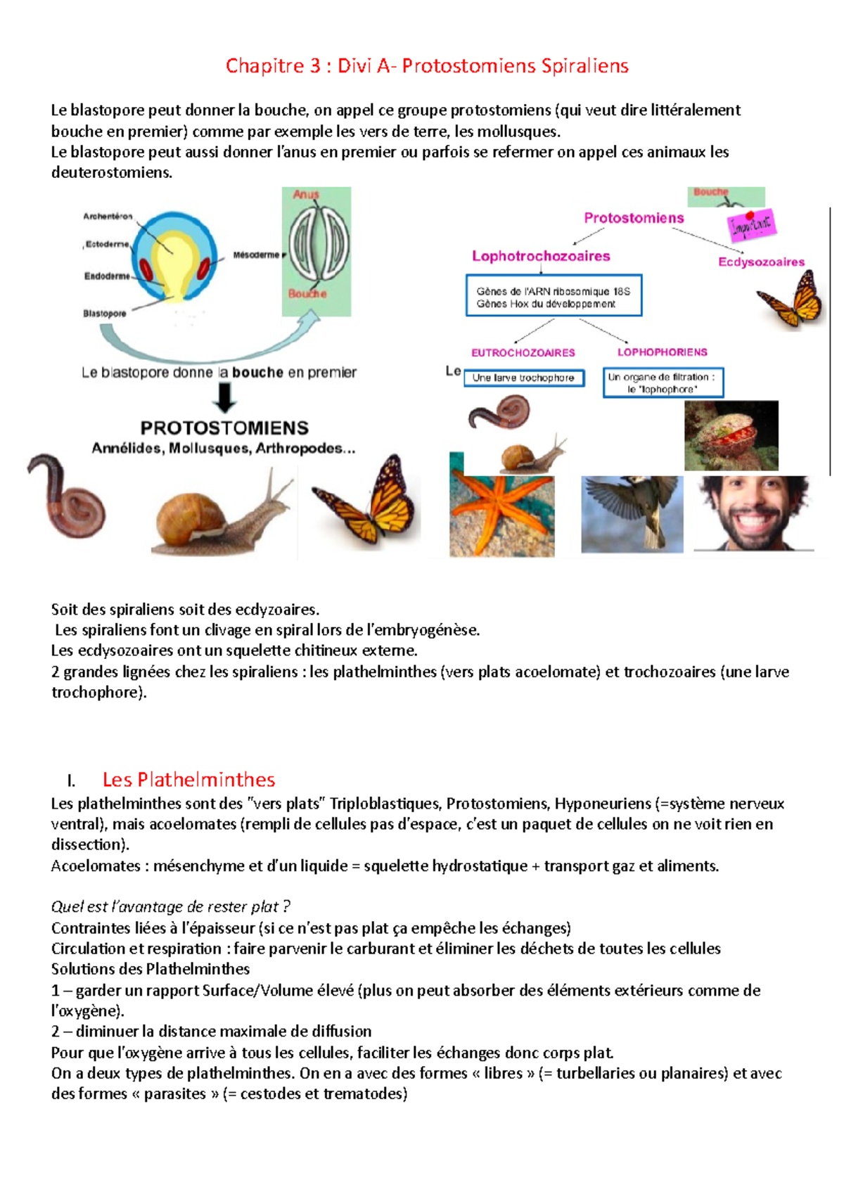 Chapitre 3-Partie 1-Protostomiens Spiraliens - Chapitre 3 : Divi A ...