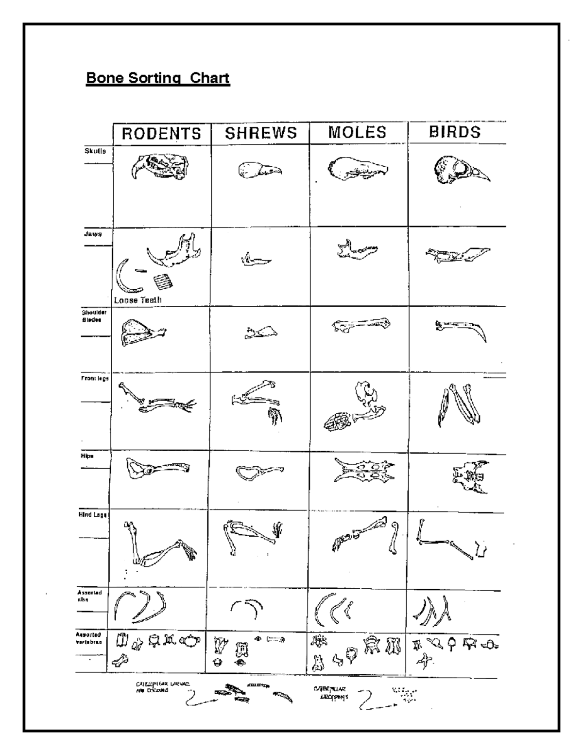 Bone Chart Key for Rodents, Shrews, Moles, and Birds - Studocu