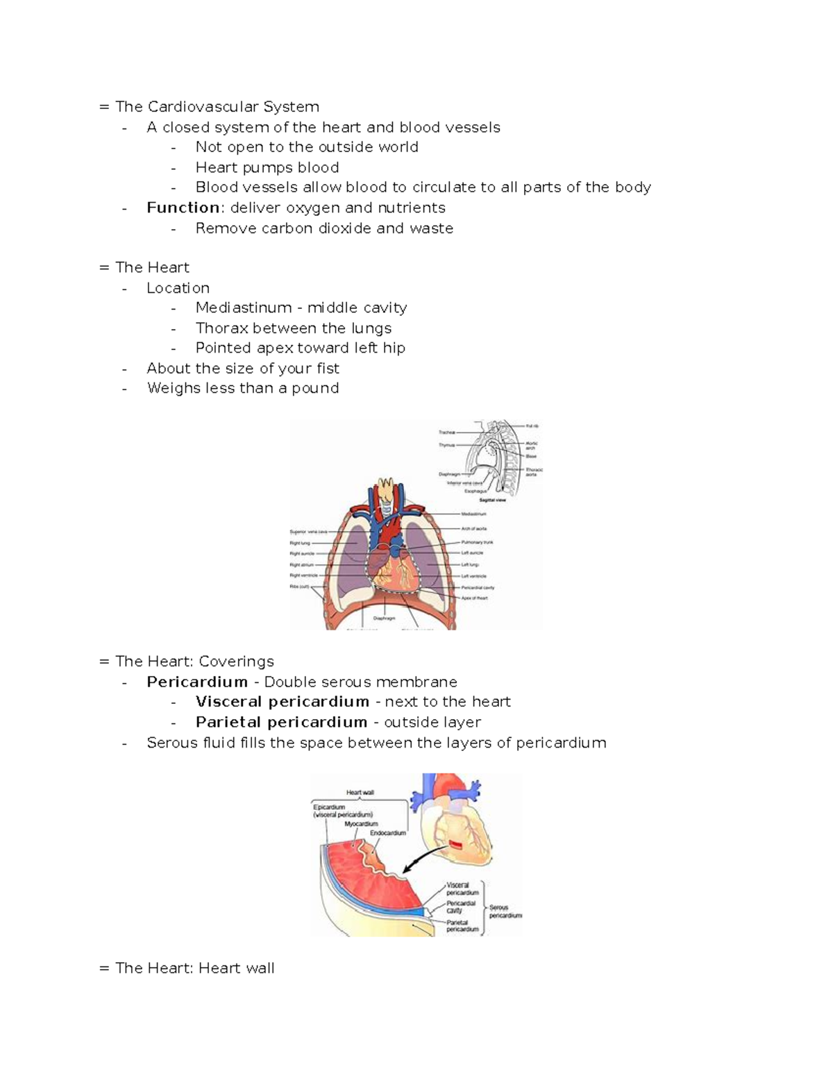 Physio 101: Cardiovascular System Study Notes and Overview - Studocu