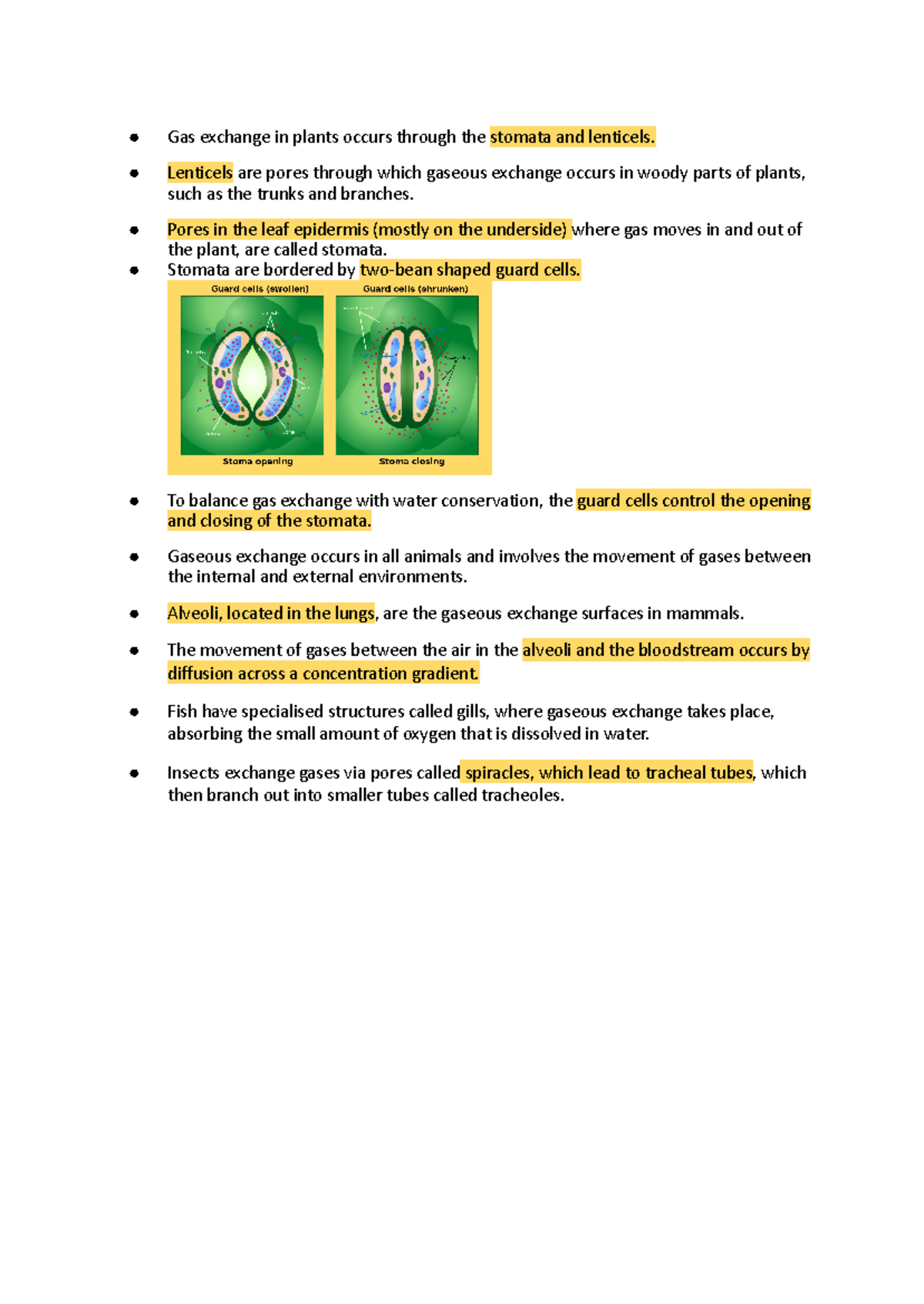 Gas Exchange Structures notes - Gas exchange in plants occurs through ...