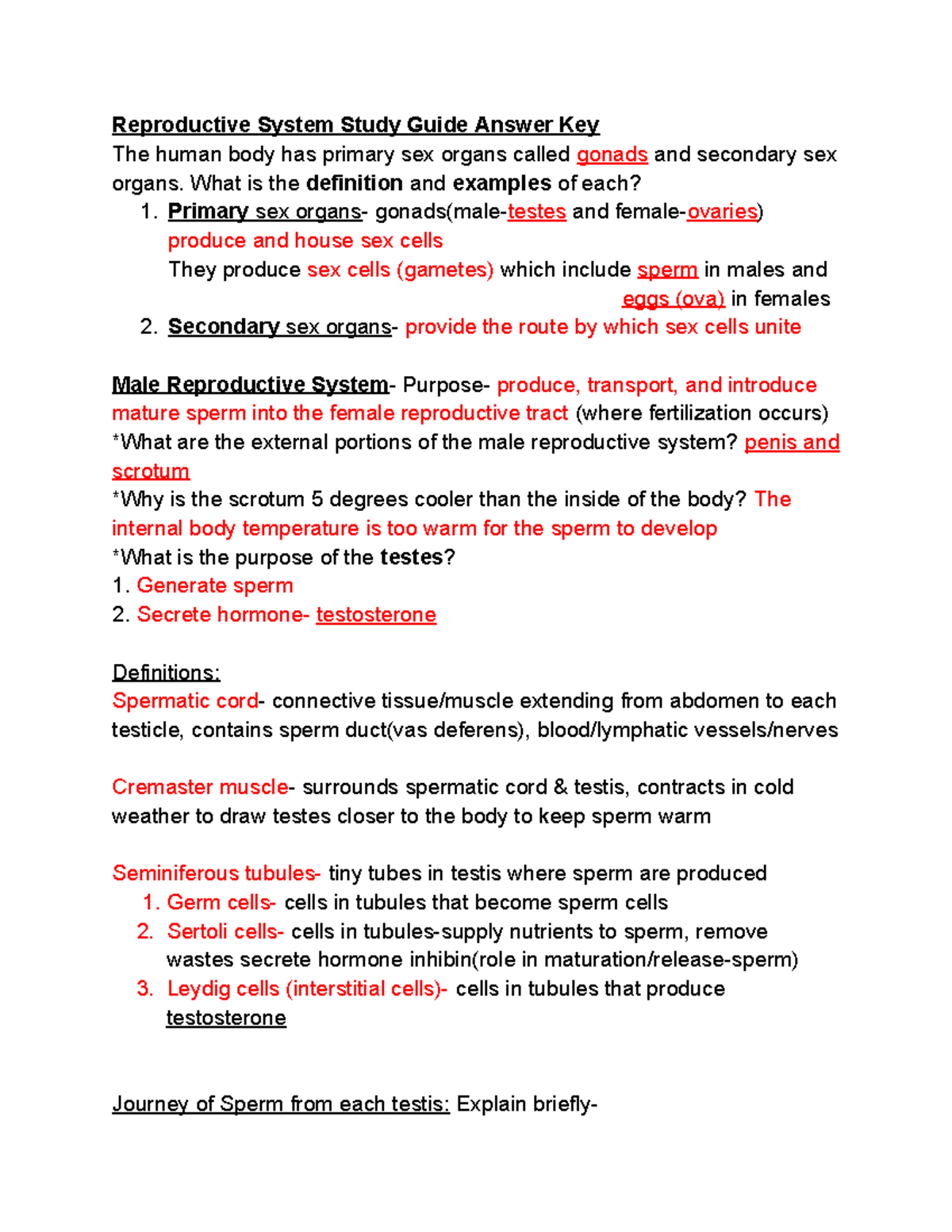 Male Reproductive System Study Guide