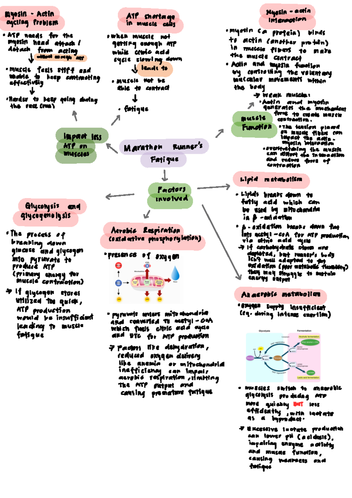 Assignment Biochemistry Kf P - Cell Biology - Studocu