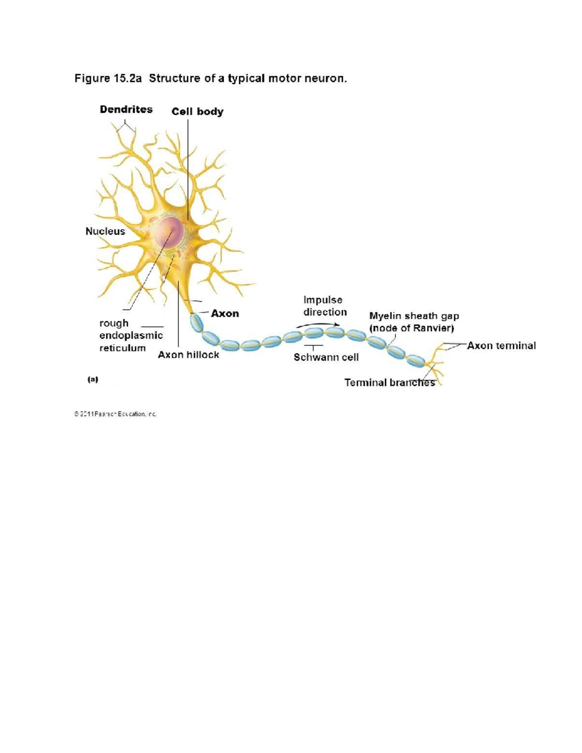 Art Labeling Activity Structure Of A Typical Motor Neurons - Infoupdate.org