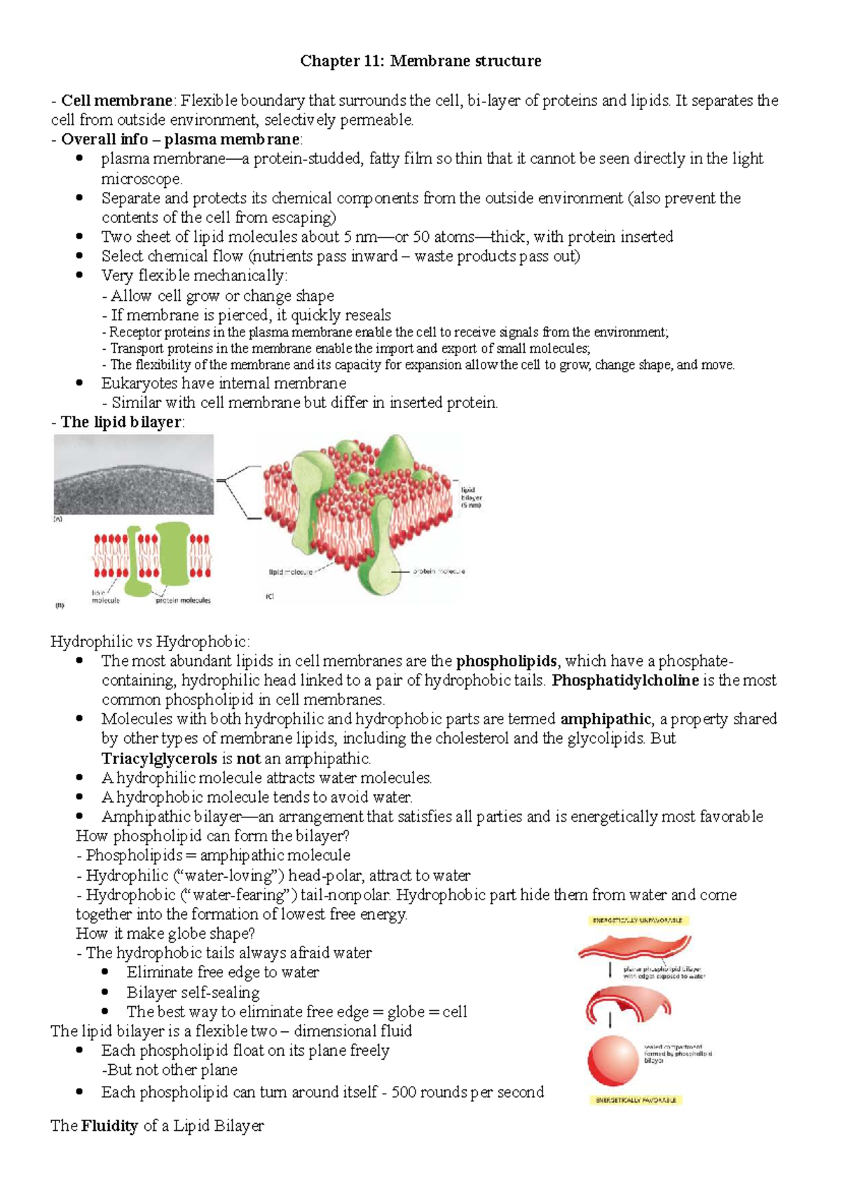 Final Exam Study Guide: Cell Membrane Structure & Function (BIO 101 ...