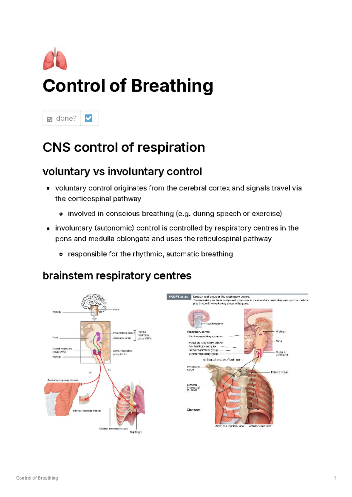 CNS Control of Breathing: Voluntary vs Involuntary Mechanisms - Studocu