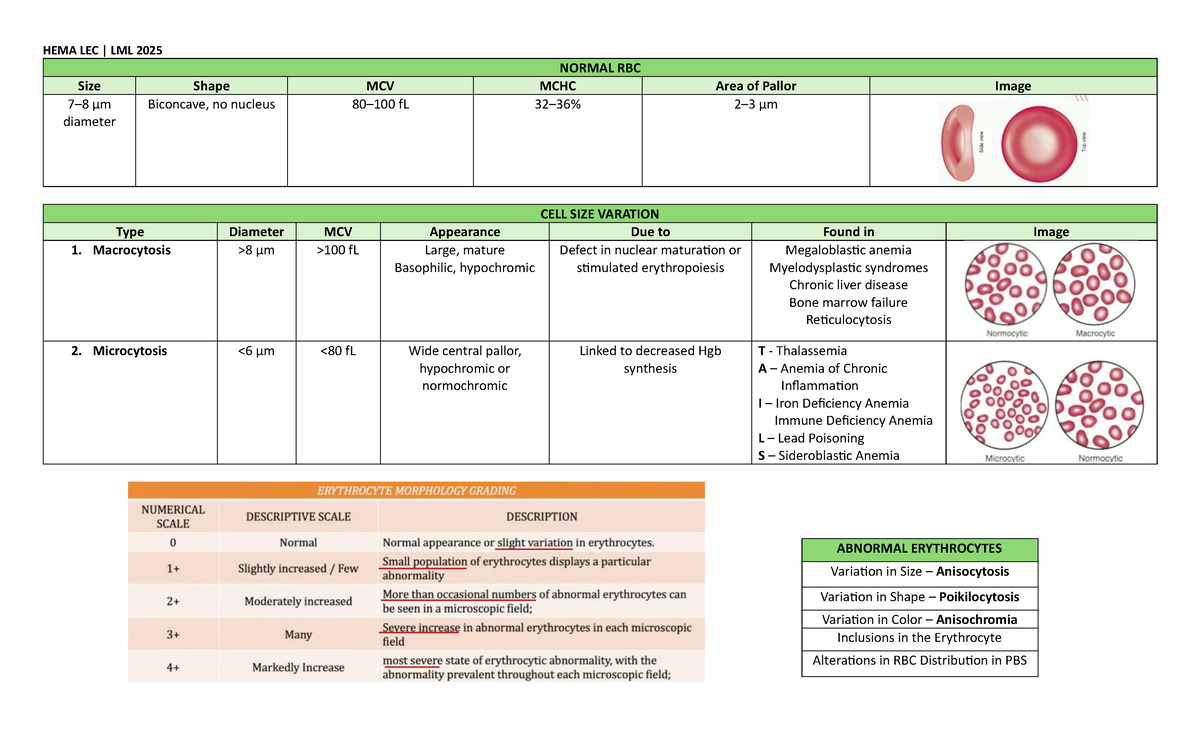 Hema Lec LML 2025: RBC Morphology & Inclusions Overview - Studocu