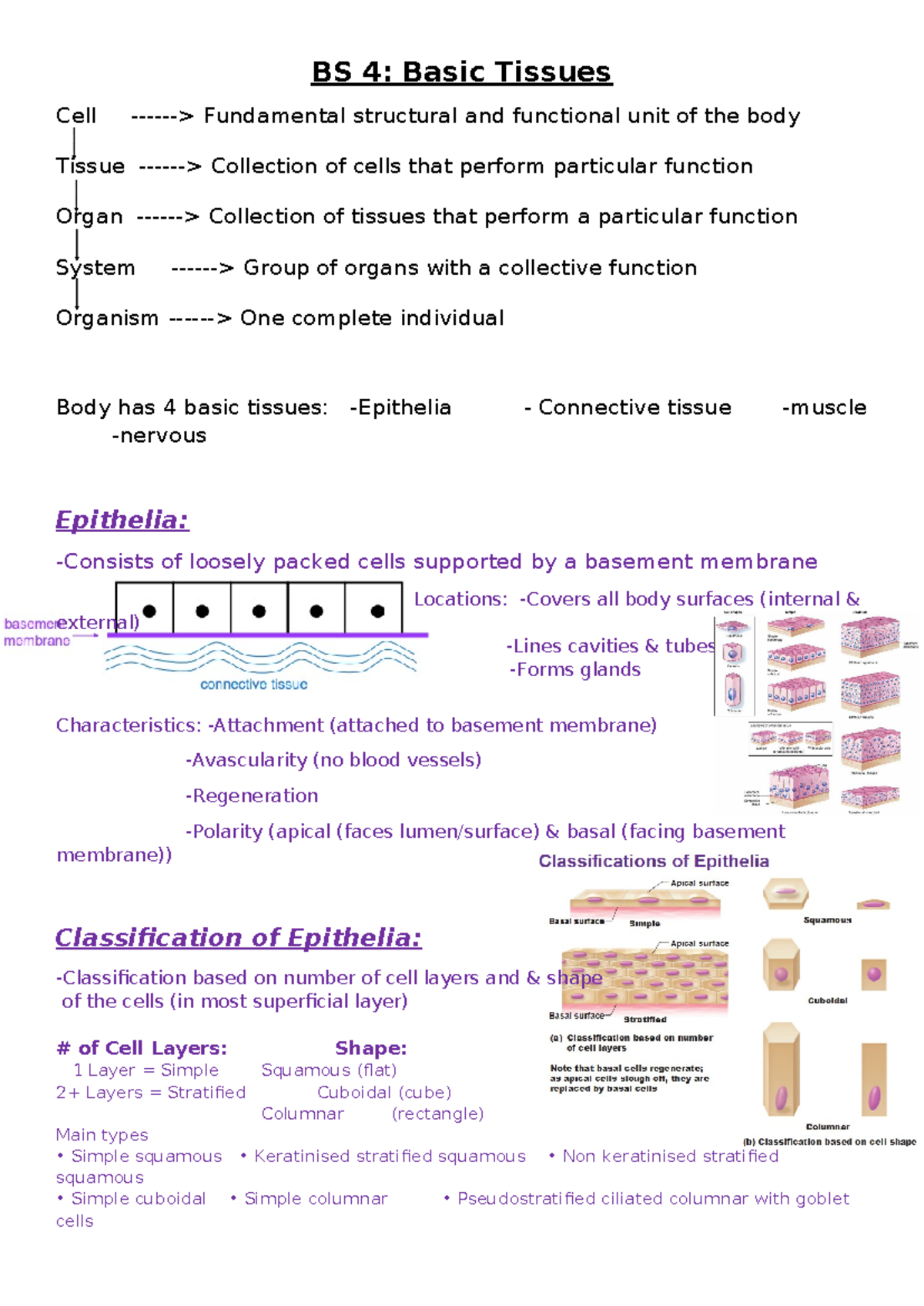 Body Sys. 4 Basic Tissues - BS 4: Basic Tissues Cell -> Fundamental ...