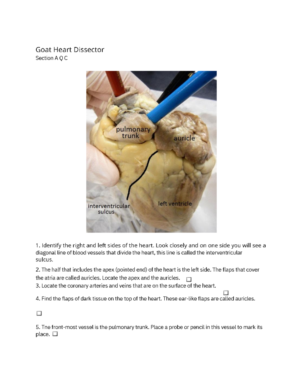 Goat Heart Dissector Guide: Anatomy & Structures Overview - Studocu