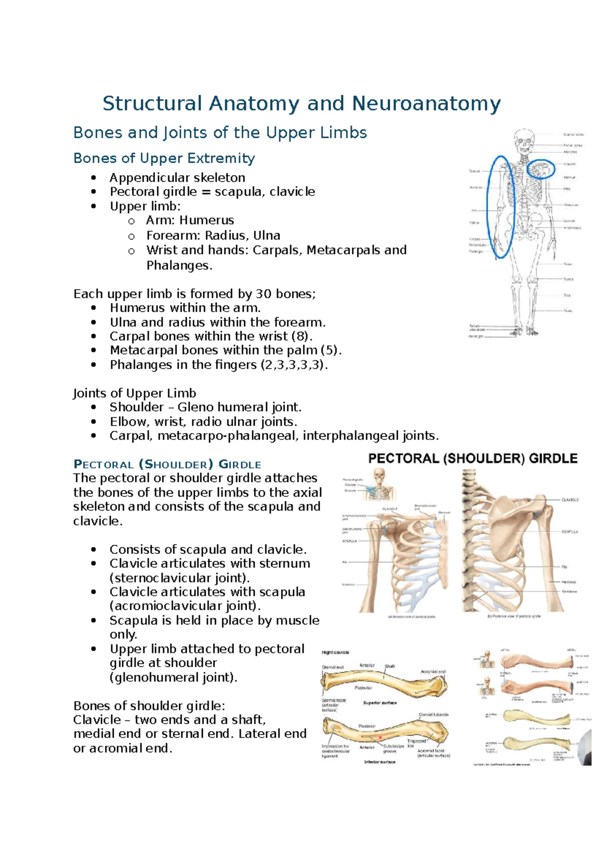 Structural Anatomy and Neuroanatomy Notes: Focus on Upper Limb ...