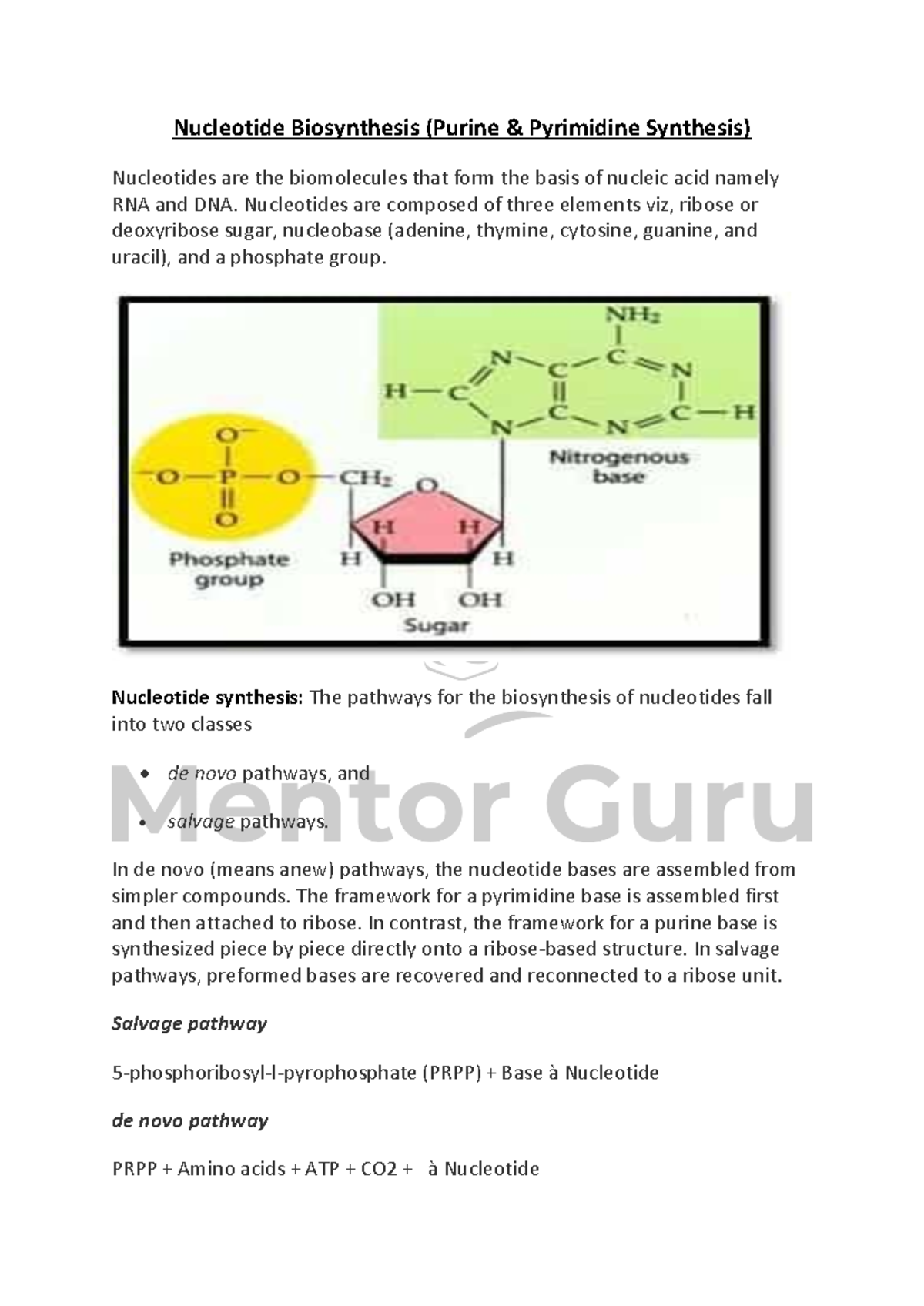 Nucleotide Biosynthesis (Purine & Pyrimidine) Study Notes - Studocu