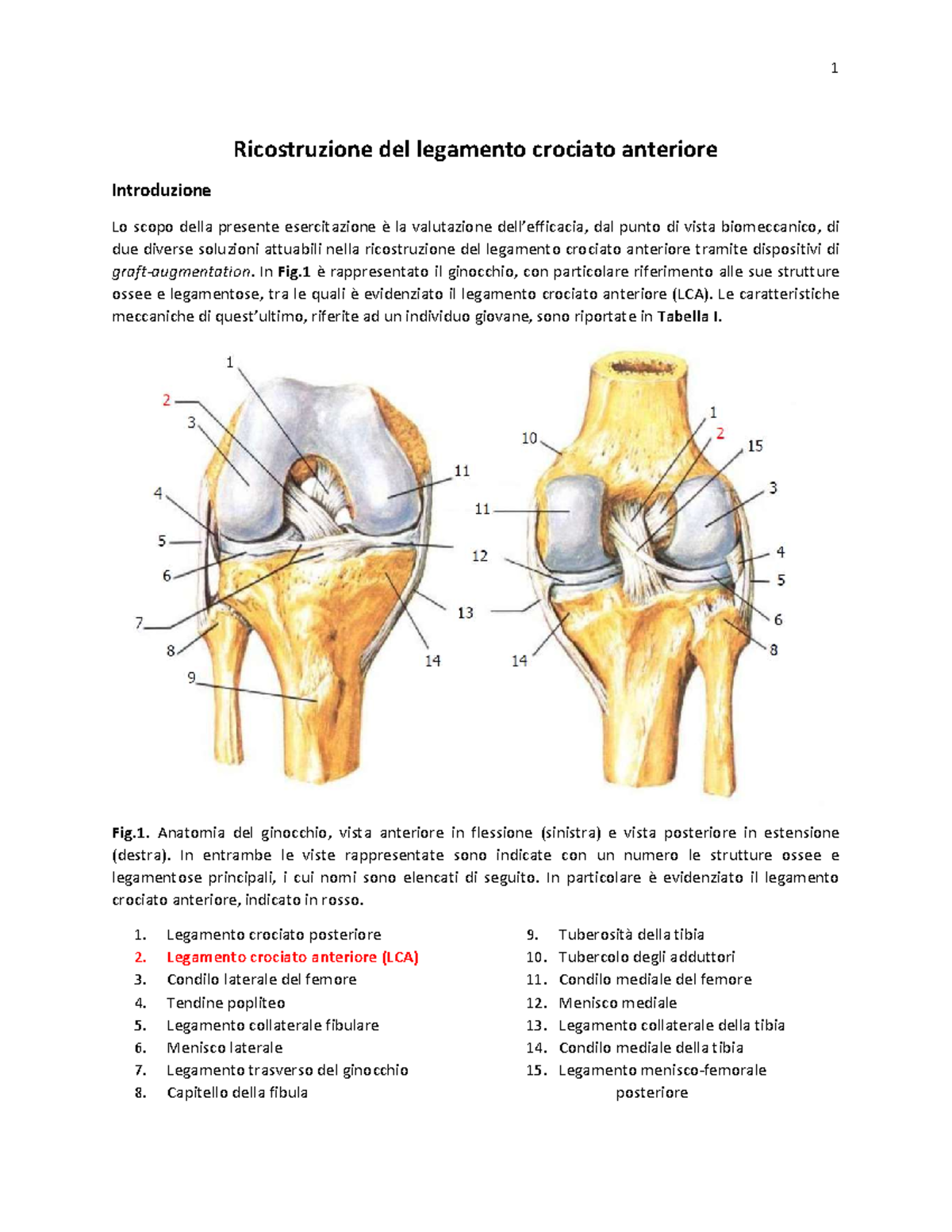 1 Ricostruzione del Legamento Crociato Anteriore: Analisi Biomeccanica ...