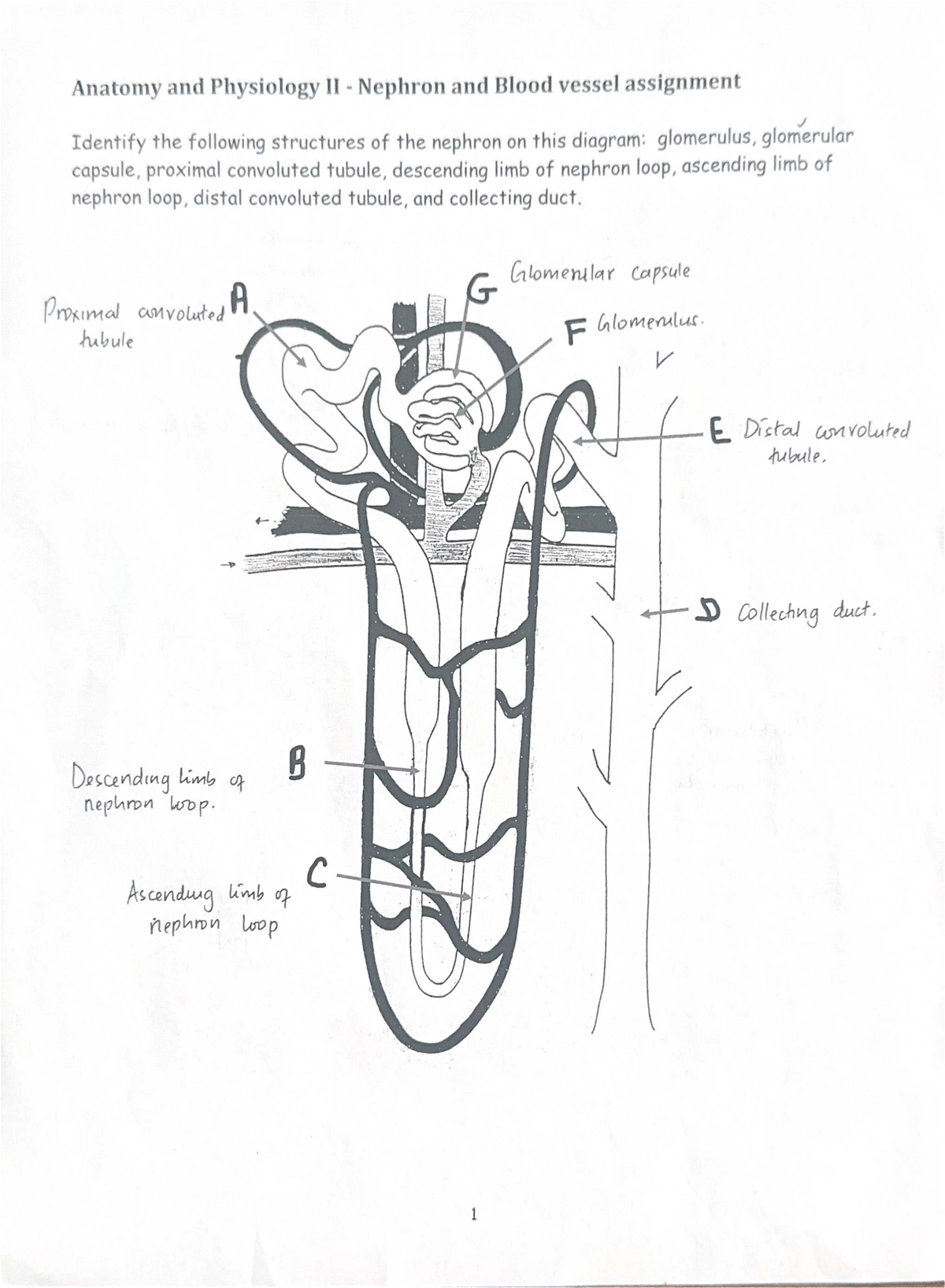 Anatomy and Physiology II: Nephron Structures Assignment Notes - Studocu