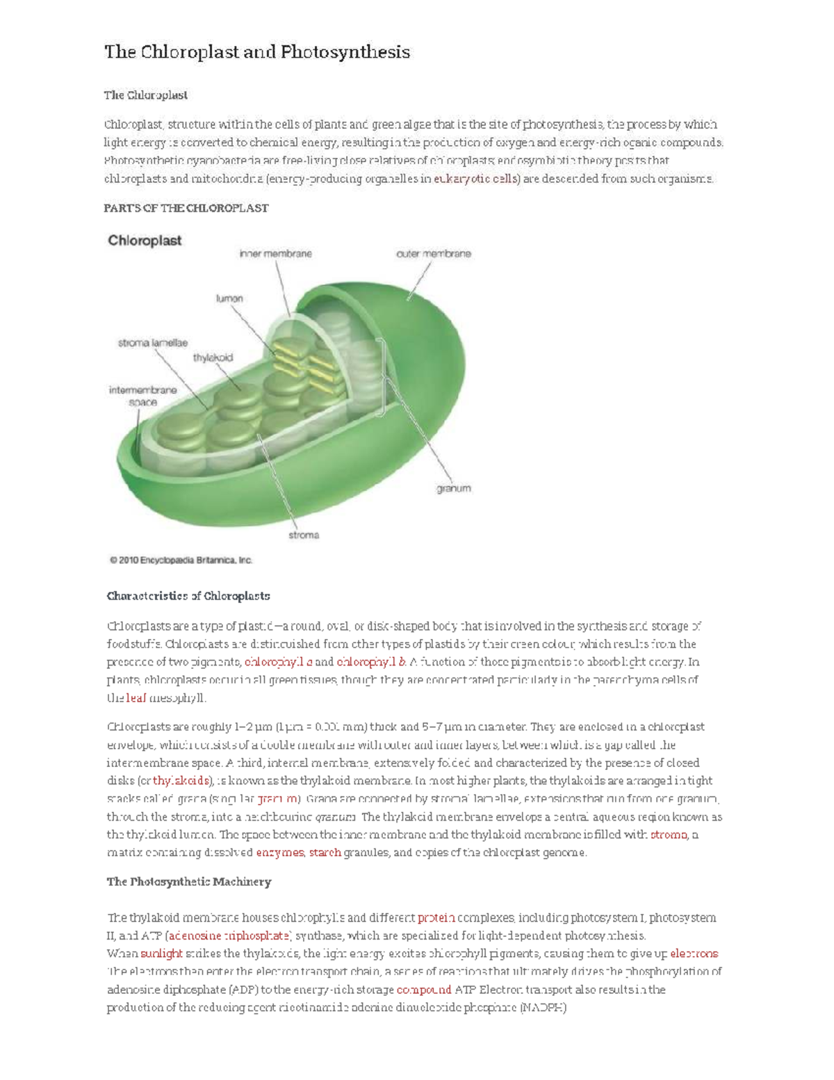 Photosynthesis and Chloroplast Function: A Comprehensive Overview - Studocu