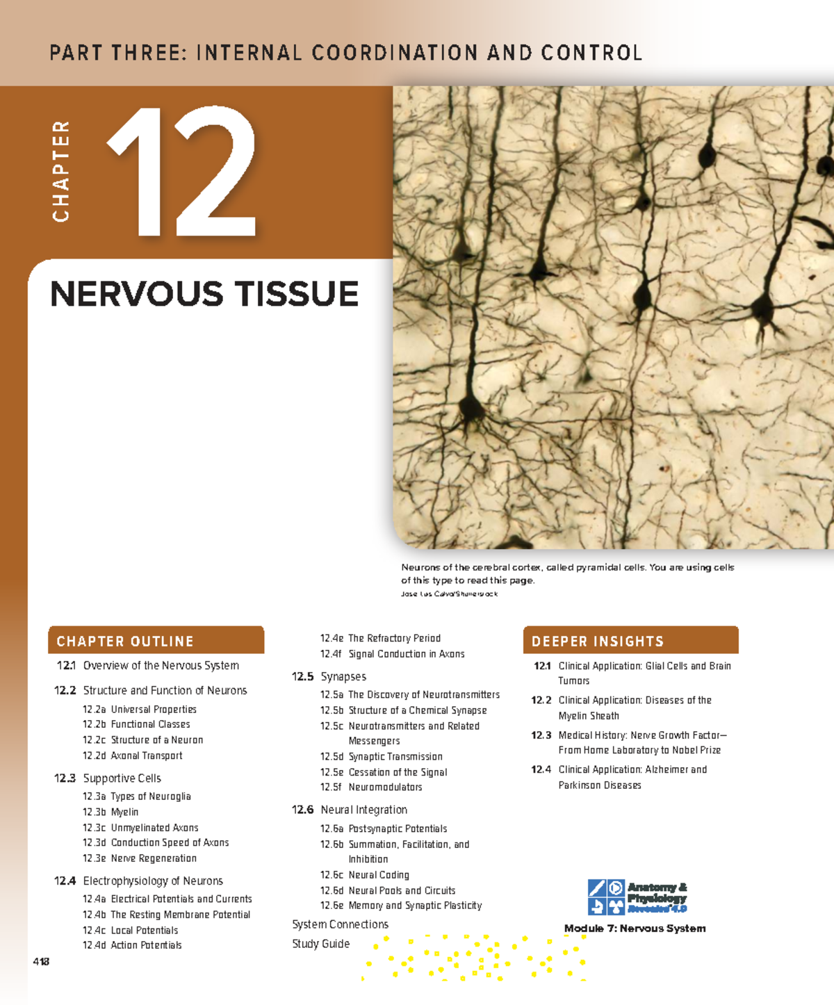 Nervous System Overview: Neurons, Synapses, and Action Potentials ...