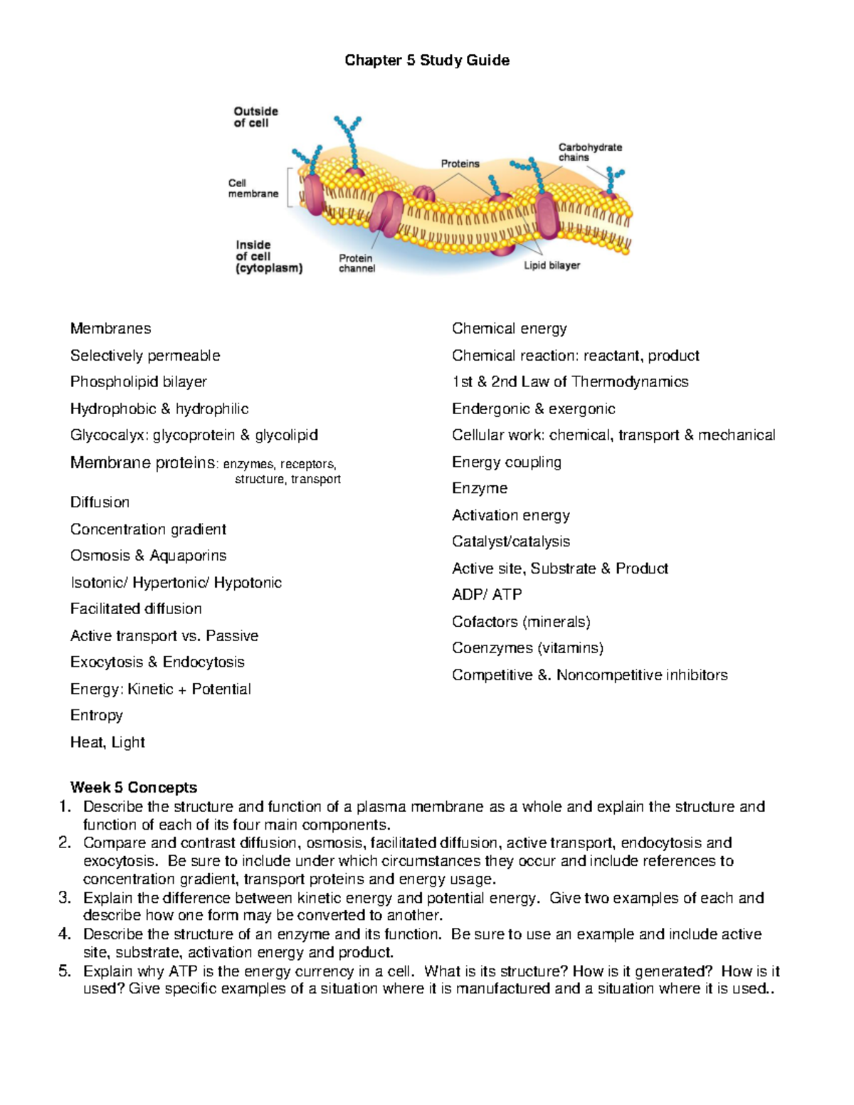 Ch 5 Membranes Energy - Study guide - Chapter 5 Study Guide Membranes ...