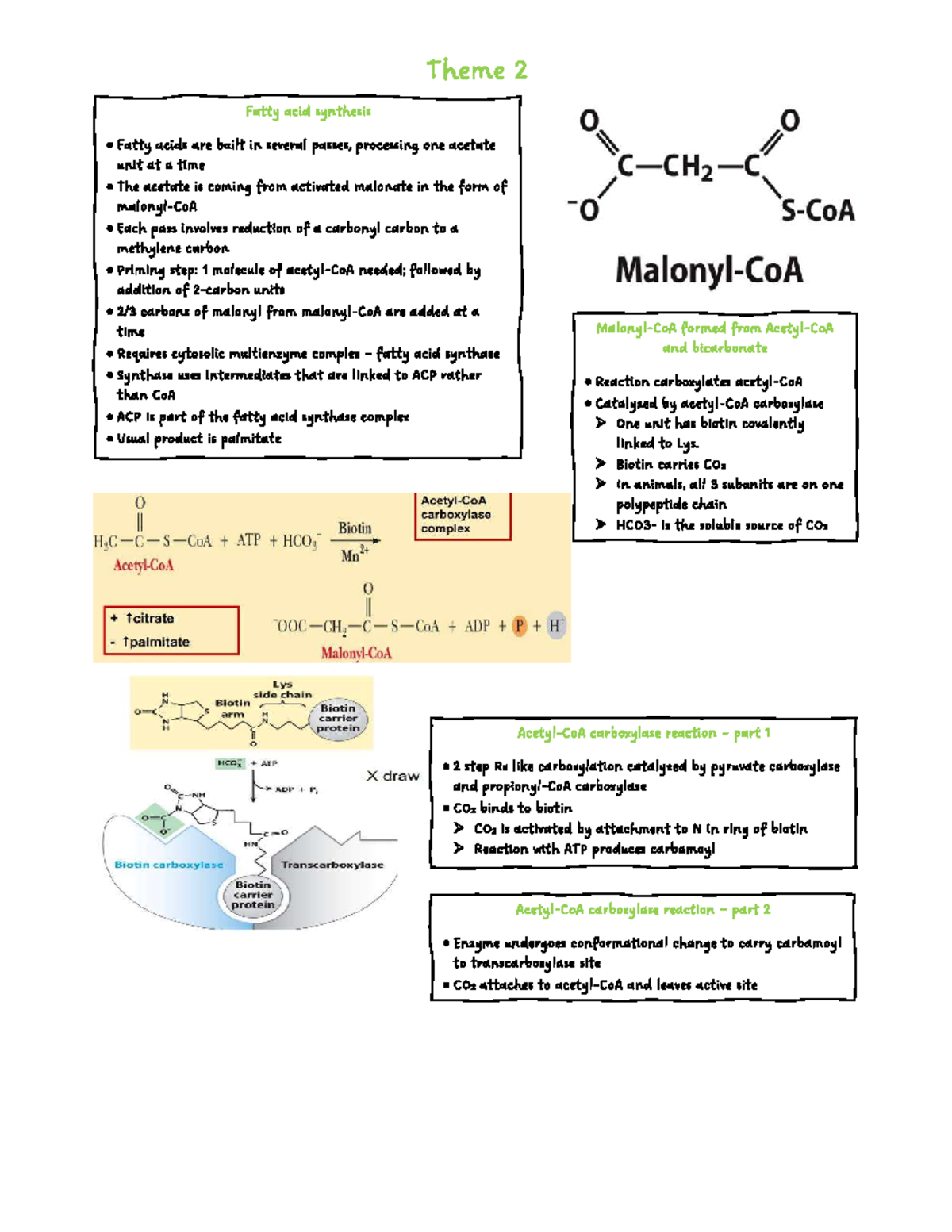 BCM 261 Final Exam summaries on fatty acid synthesis and metabolism ...