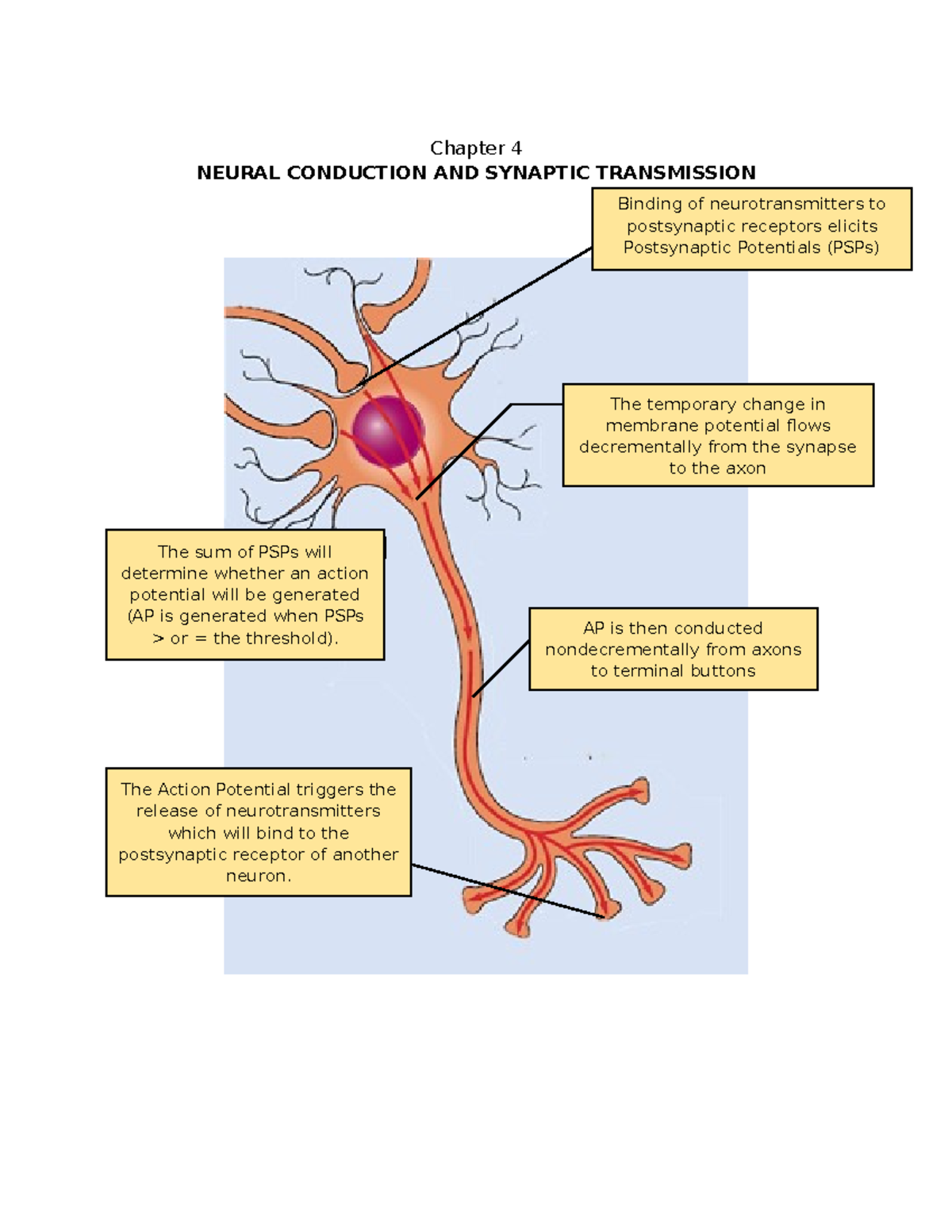 Cog P- Neural Conduction AND Synaptic Transmission - Chapter 4 NEURAL ...