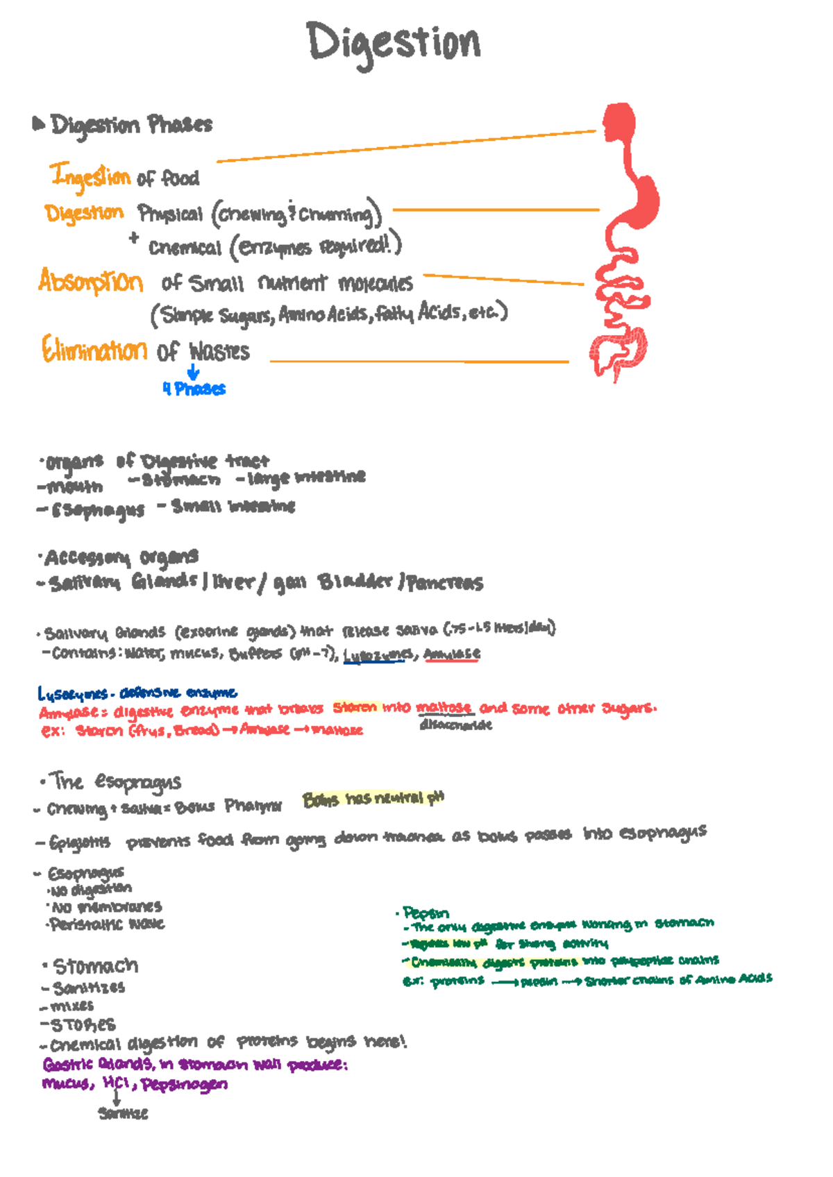 Biology 102 Digestive Phases - Digestion Digestion Phases 9) Ingestion ...