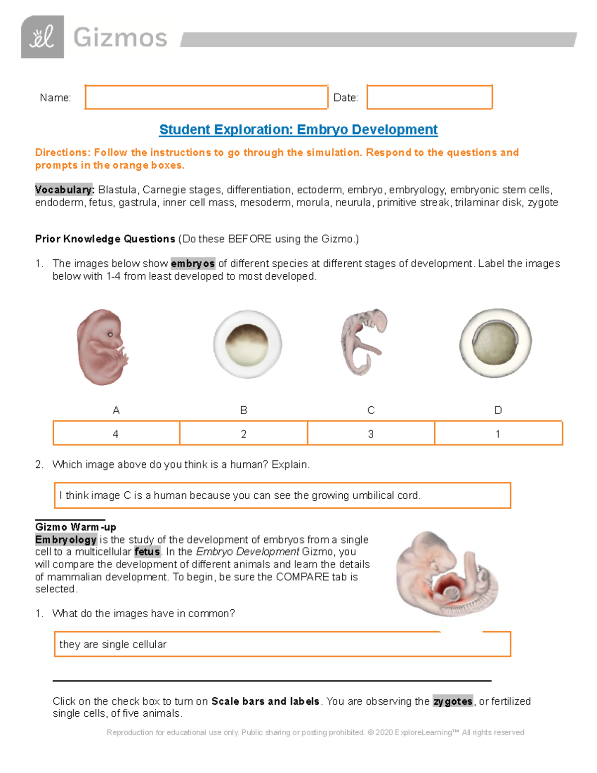 Embryo Development SE - Gizmos: Exploring Early Stages of Life - Studocu