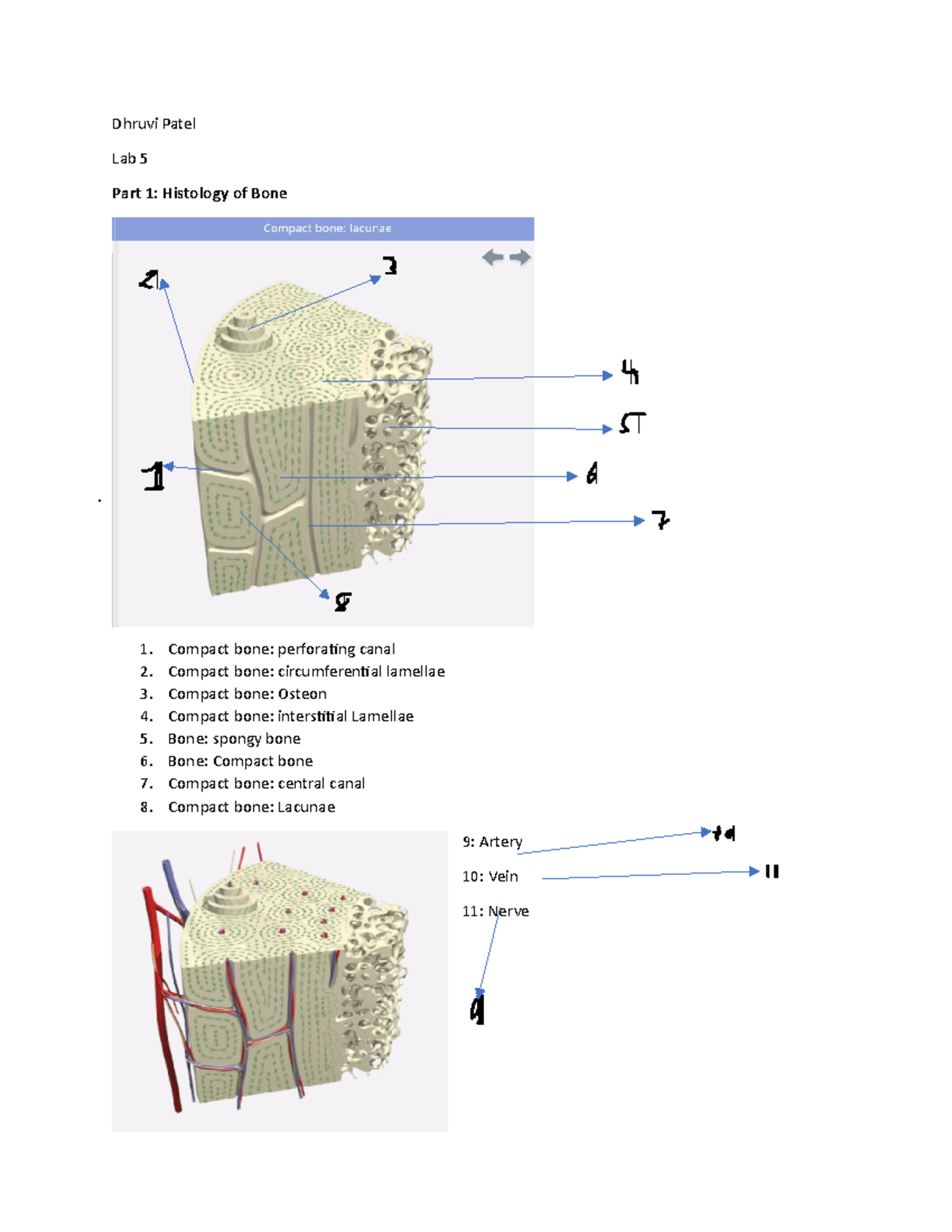 Lab Worksheet: Week 5 - Histology of Bone (Course Code: BIO101) - Studocu