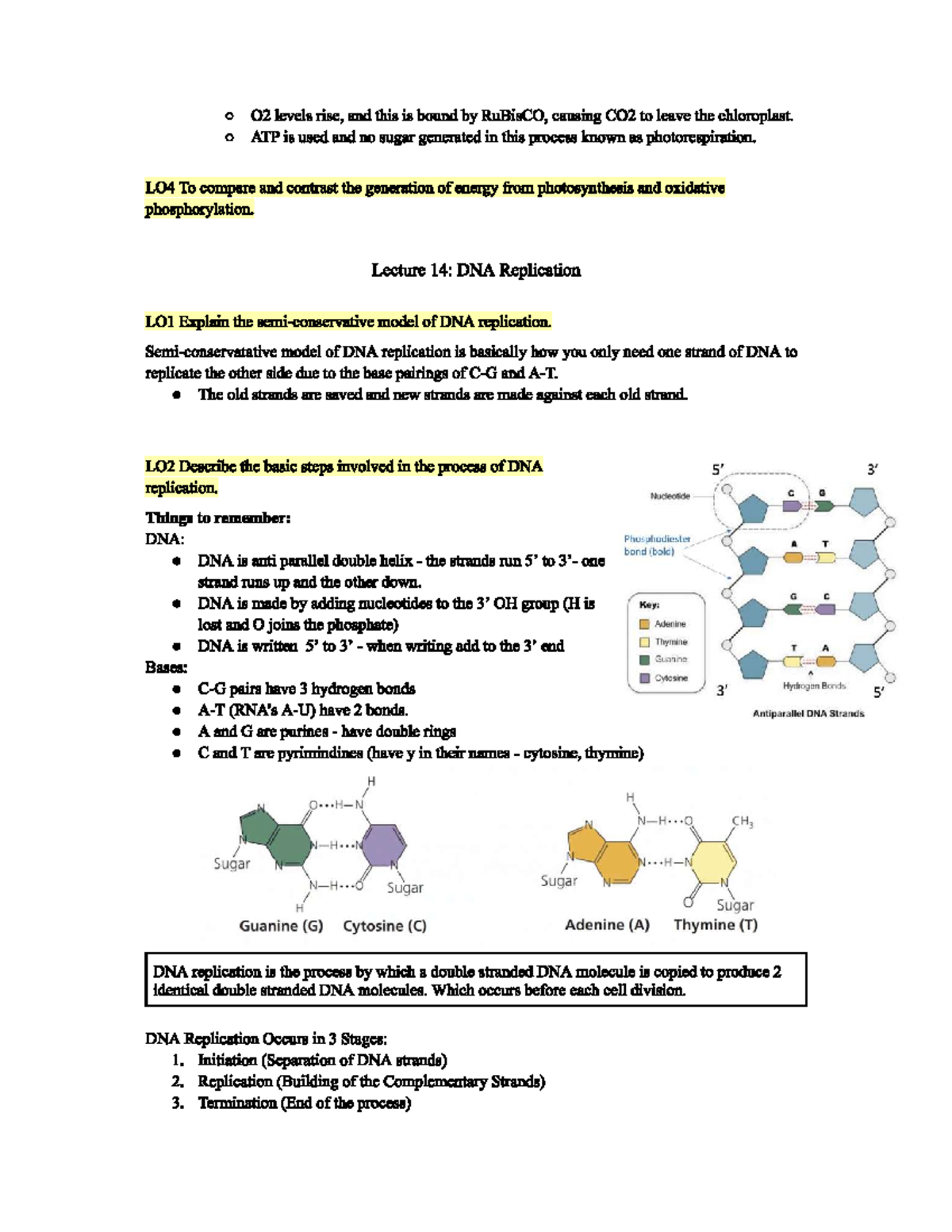 BABS 202: Test 2 Study Notes on DNA Replication & Gene Expression - Studocu