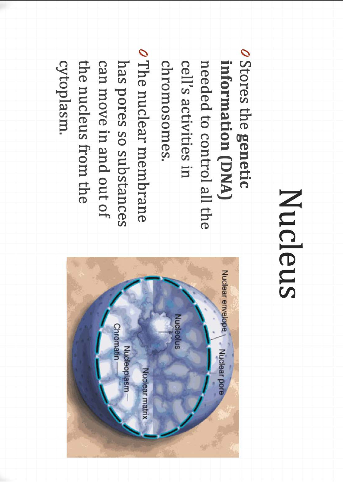 Nucleas in depth - Nucleus 0 Stores the genetic information (DNA ...