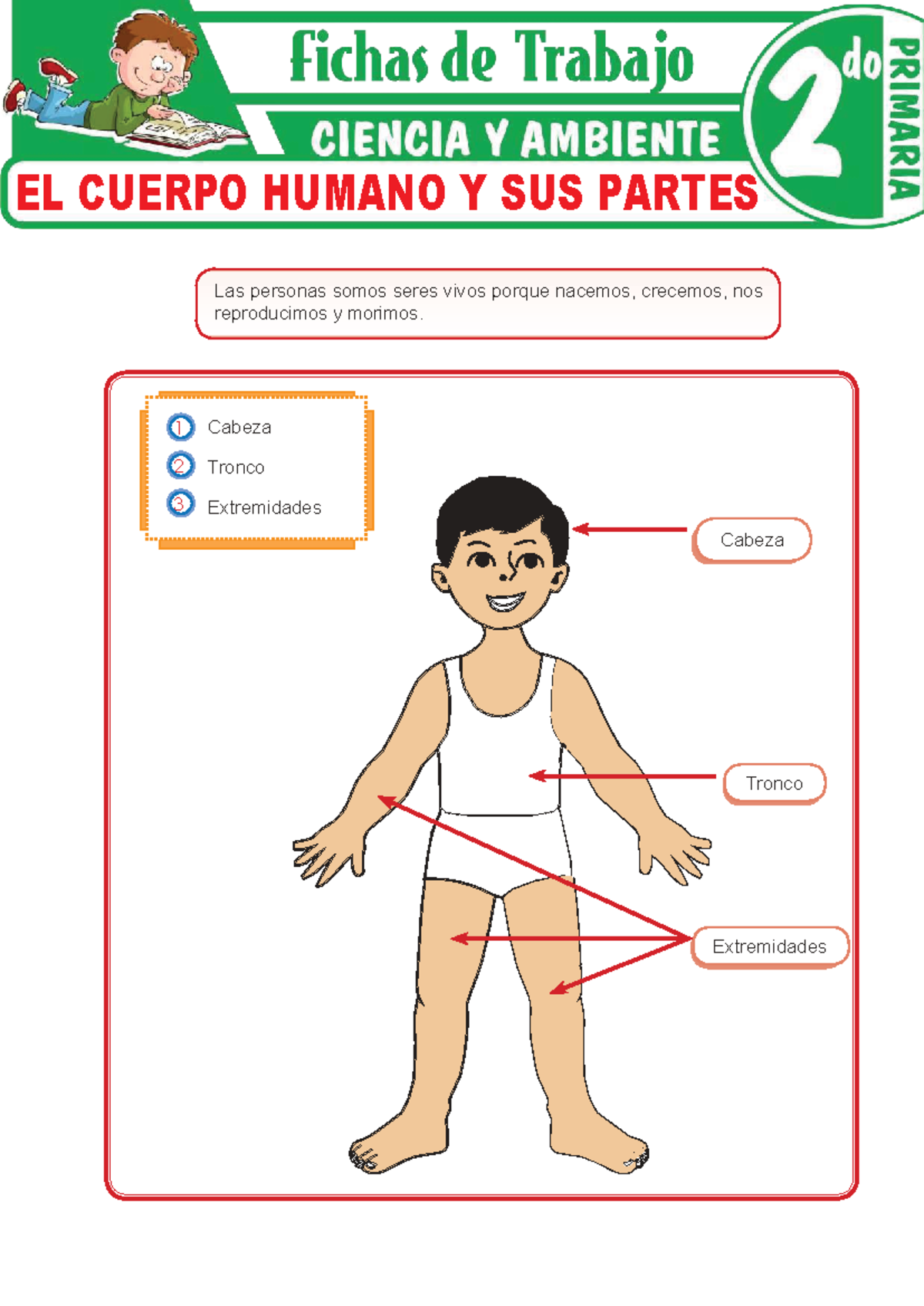 El Cuerpo Humano y Sus Partes - Segundo Grado de Primaria - Studocu