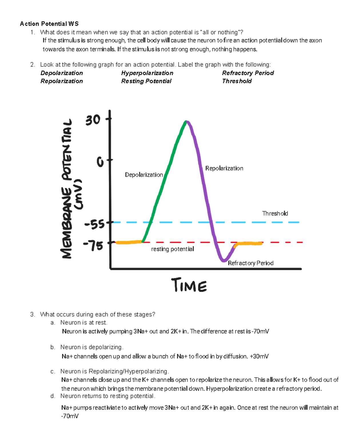 Kami Export - Action Potential Worksheet Analysis - Studocu