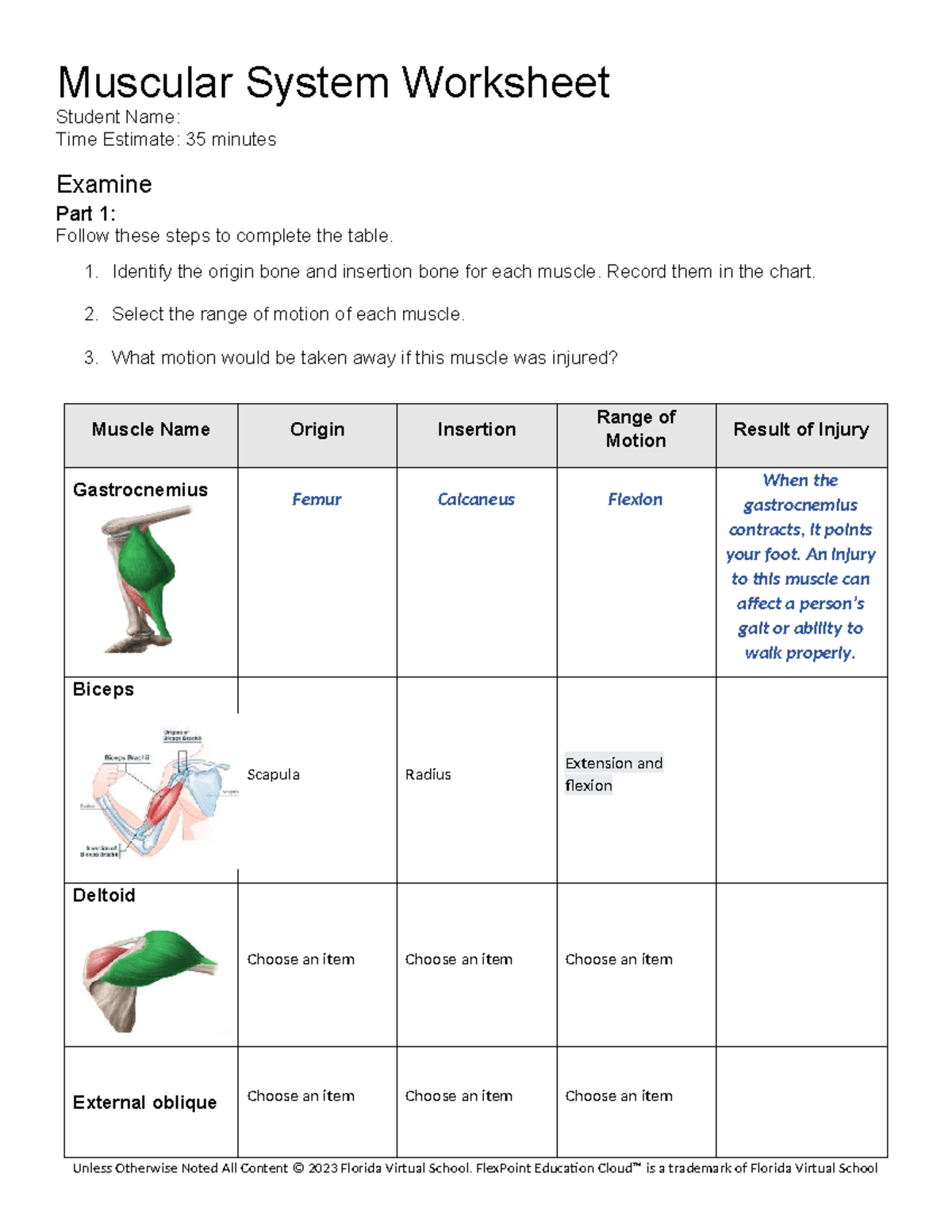 Muscular System Worksheet (35 min) - Anatomy Study Guide - Studocu